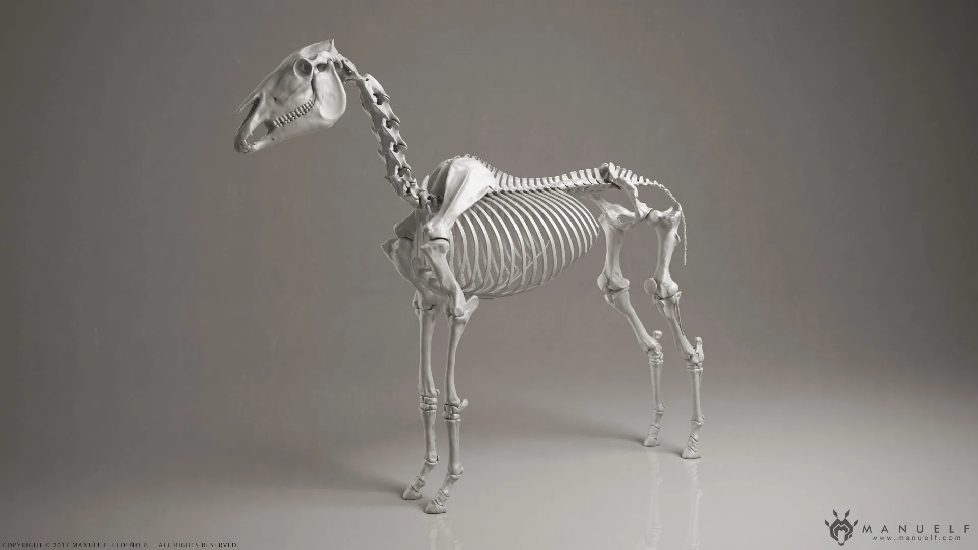 Horse Skeleton Sculpture