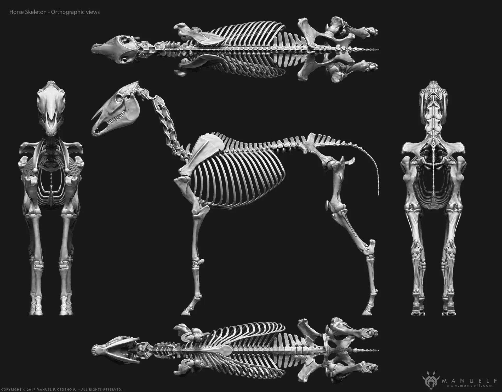 Horse Skeleton Sculpture