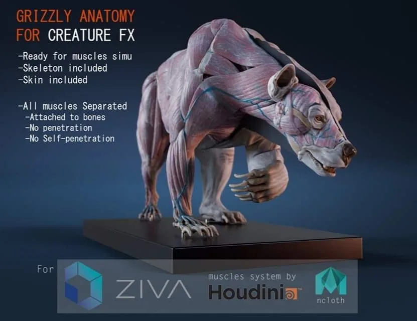 Digital Grizzly Anatomy Atlas for Muscles Simulation