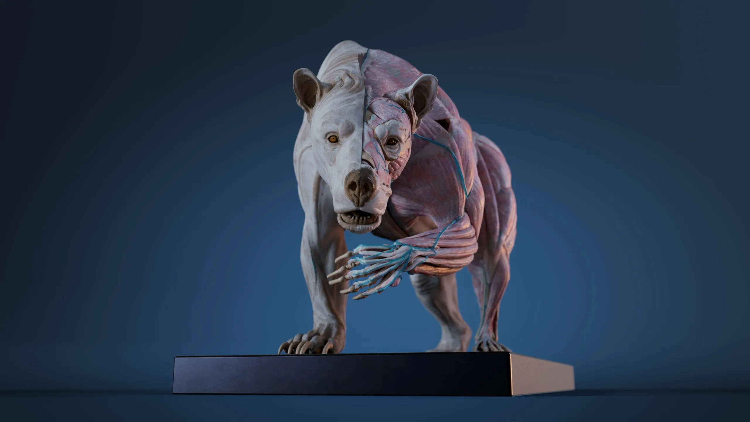 Digital Grizzly Anatomy Atlas for Muscles Simulation