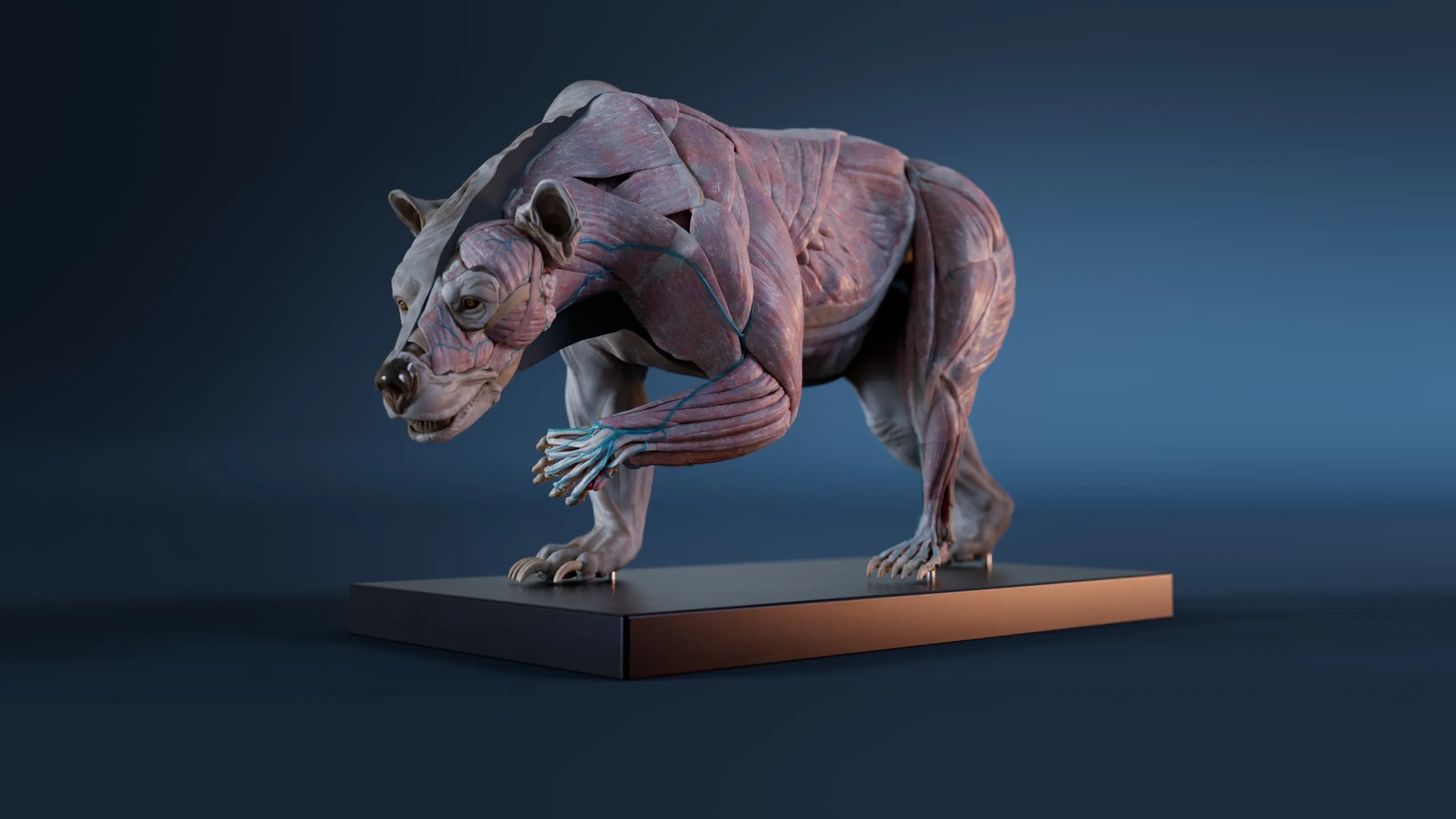 Digital Grizzly Anatomy Atlas for Muscles Simulation