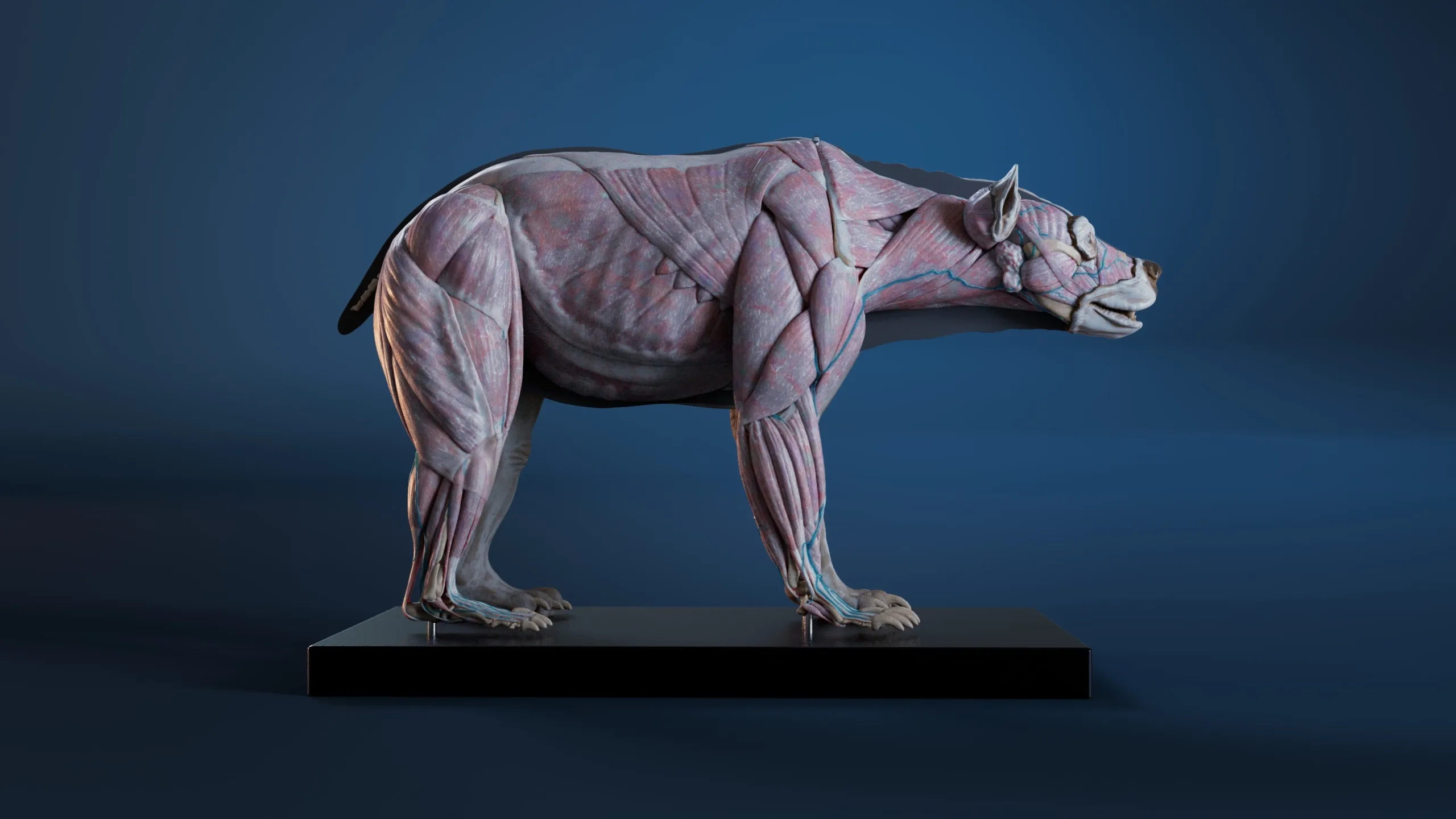 Digital Grizzly Anatomy Atlas for Muscles Simulation