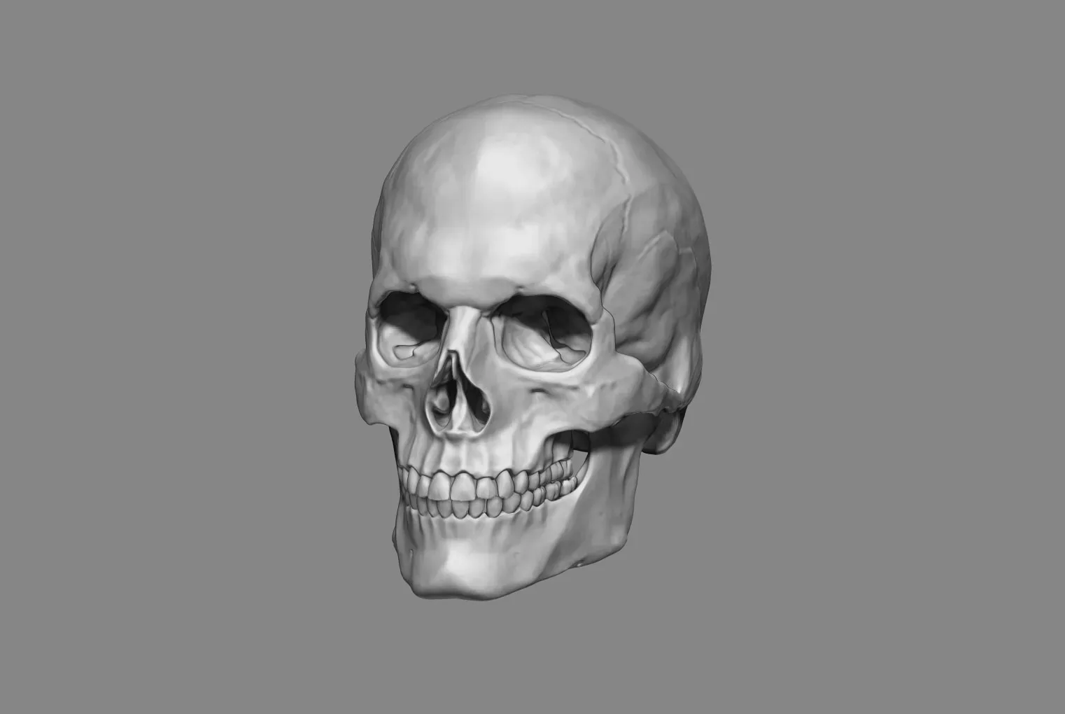 Anatomy Male Skull 1/2 size. 3D Printable (STL).