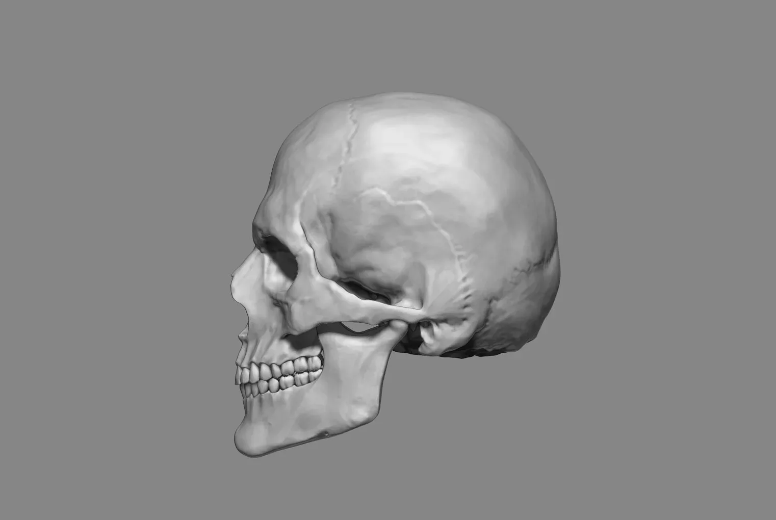 Anatomy Male Skull 1/2 size. 3D Printable (STL).