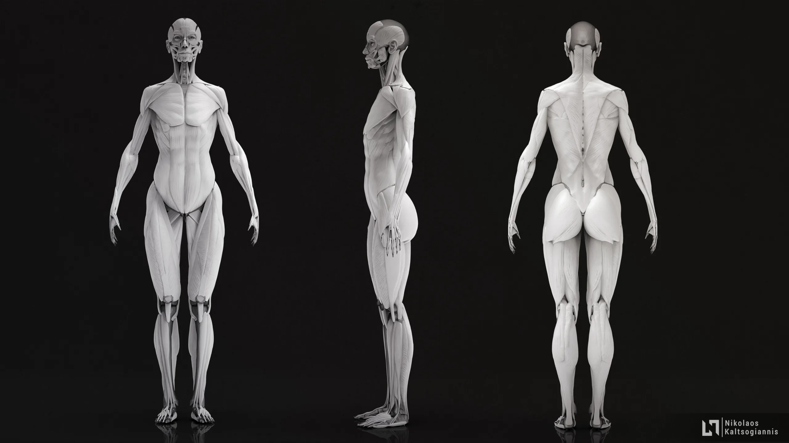 Female Ecorche - Anatomy Model