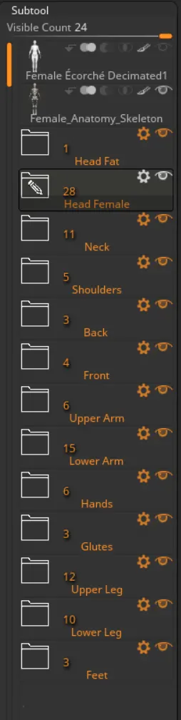 Female Ecorche - Anatomy Model