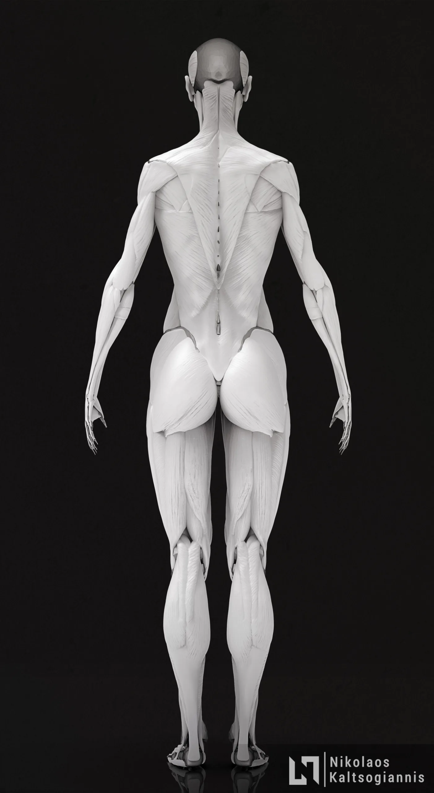 Female Ecorche - Anatomy Model