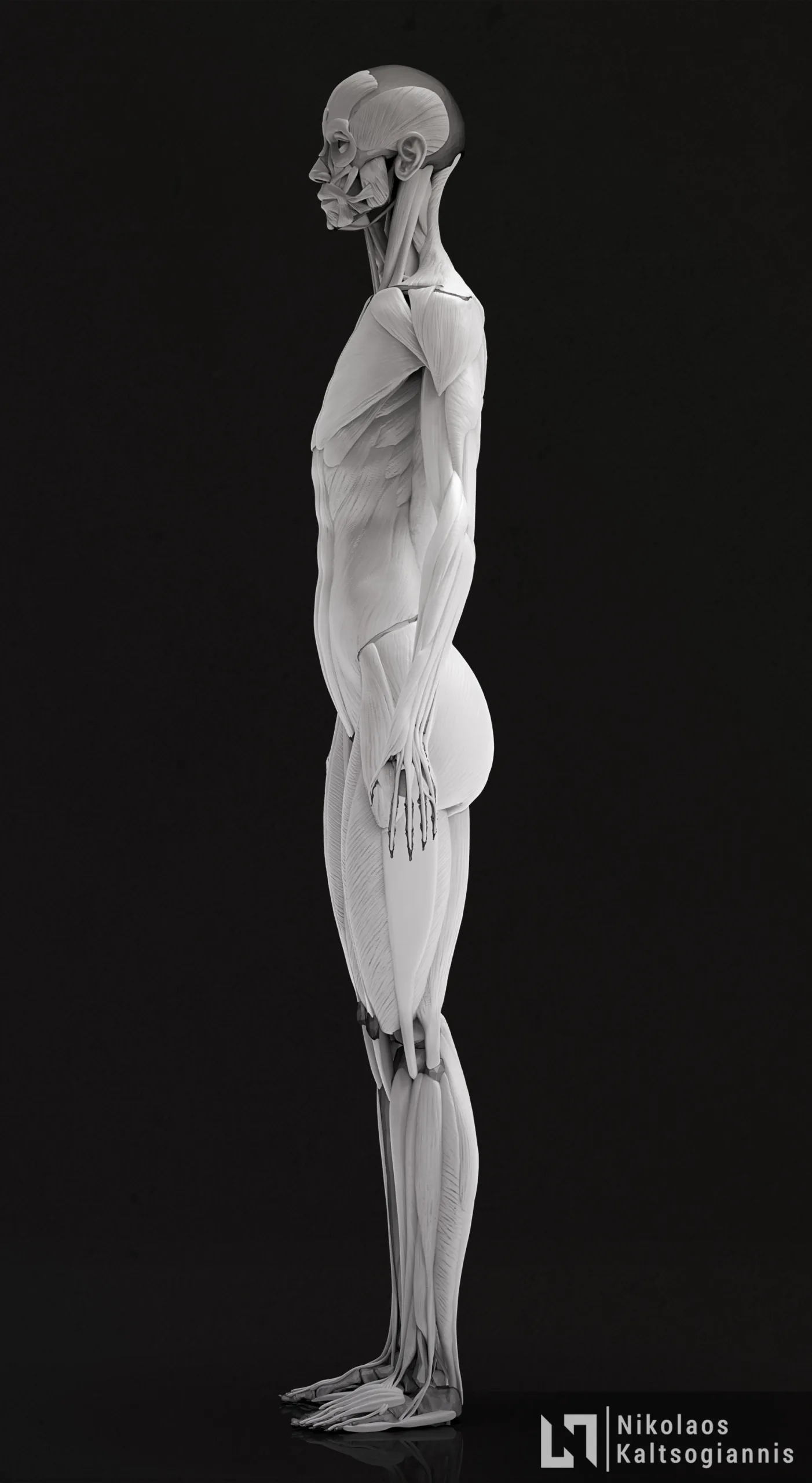 Female Ecorche - Anatomy Model