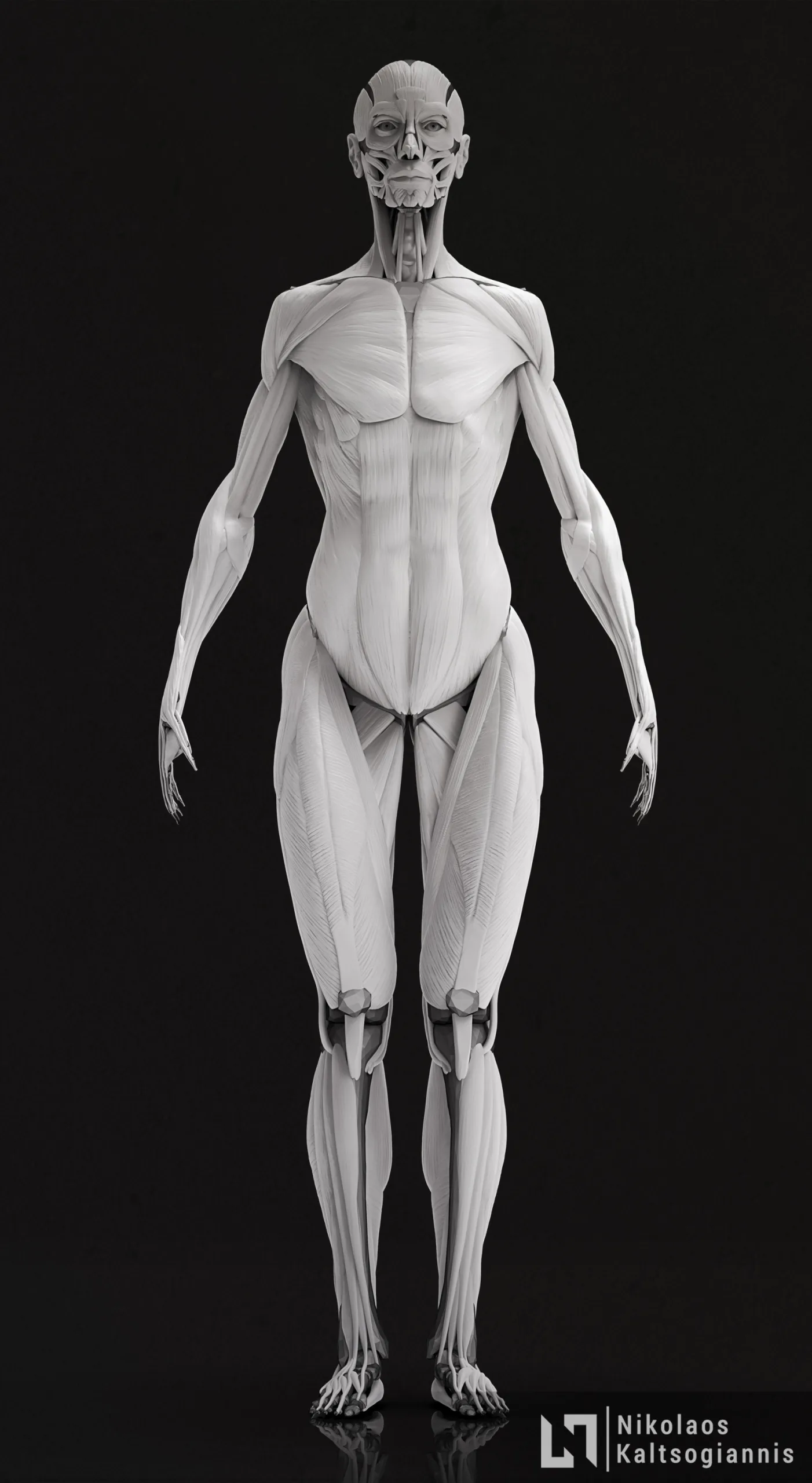 Female Ecorche - Anatomy Model