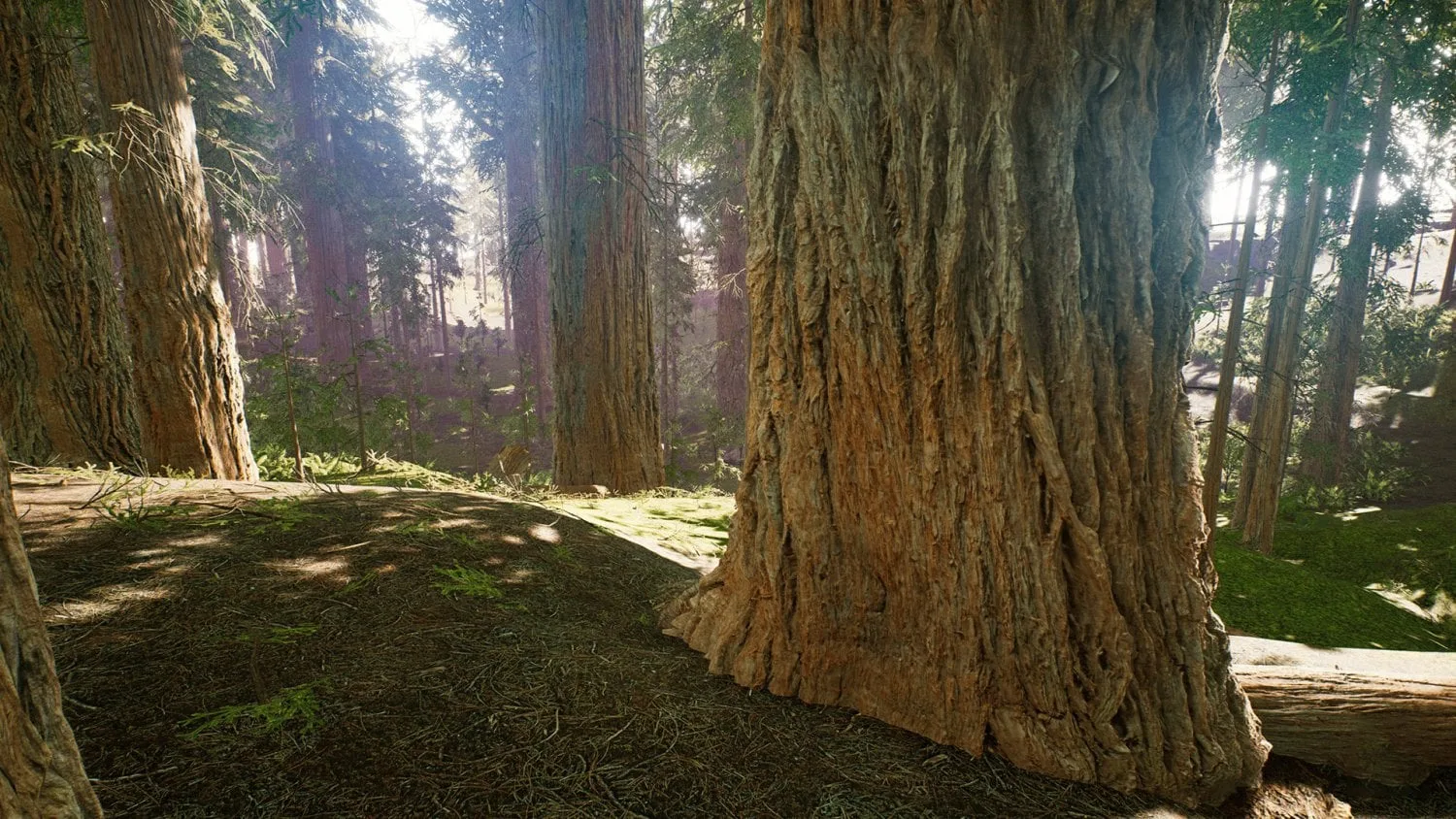 Redwood Forest - Game Ready