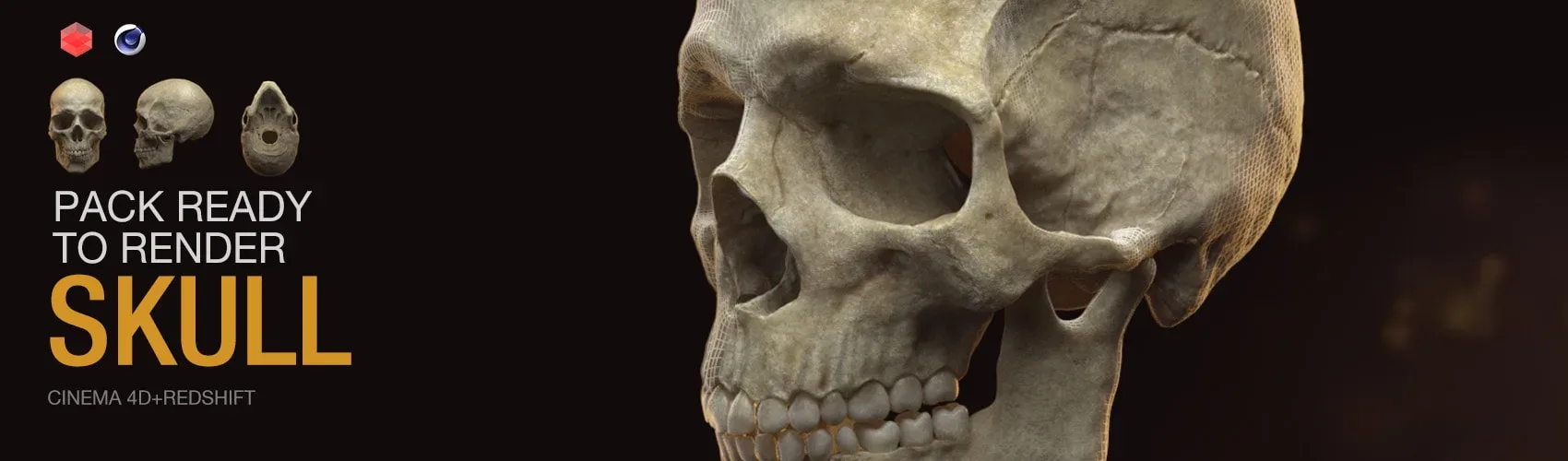 Human Skull - Zbrush File