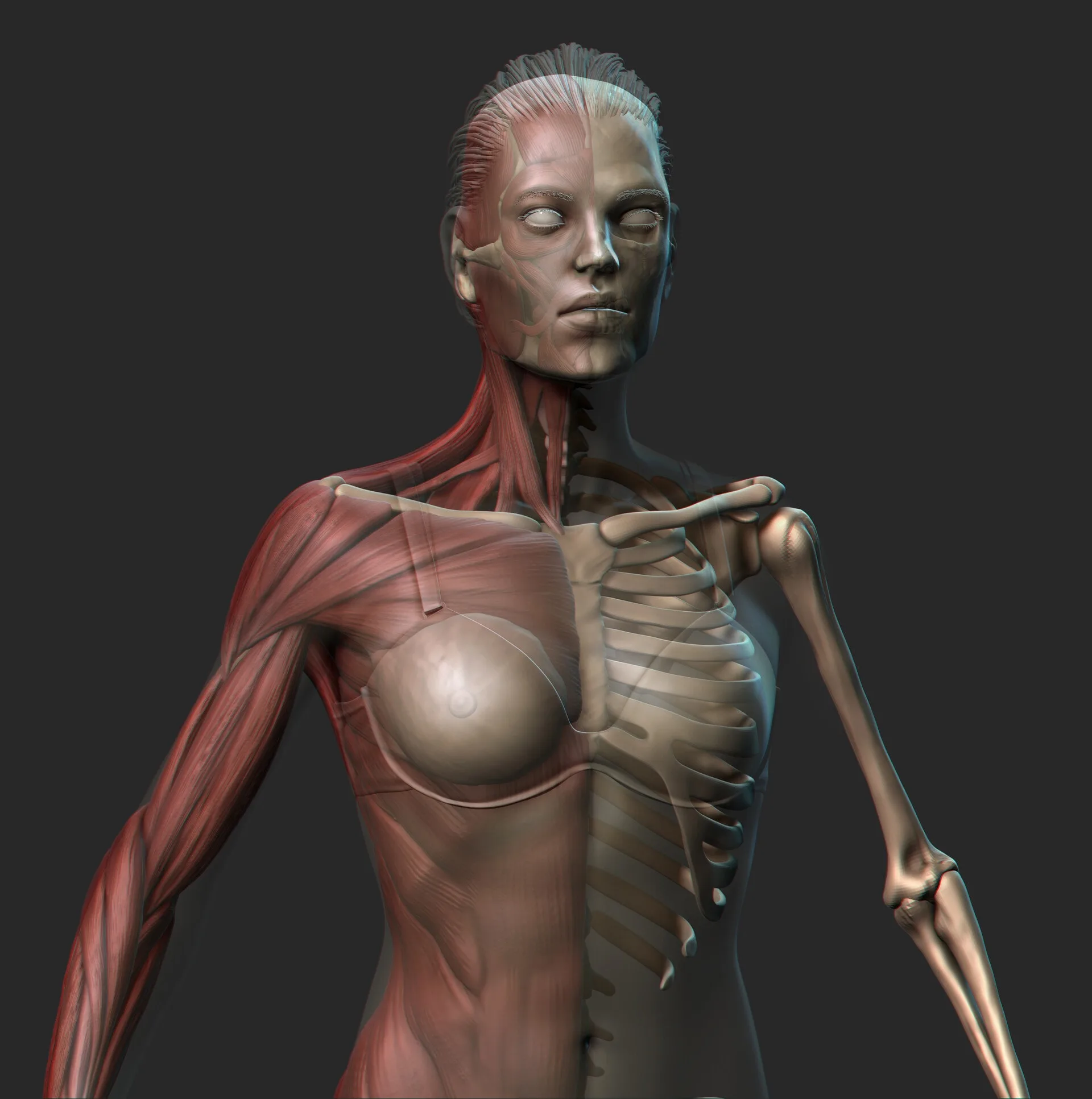 Female Anatomy Sculpting in Zbrush