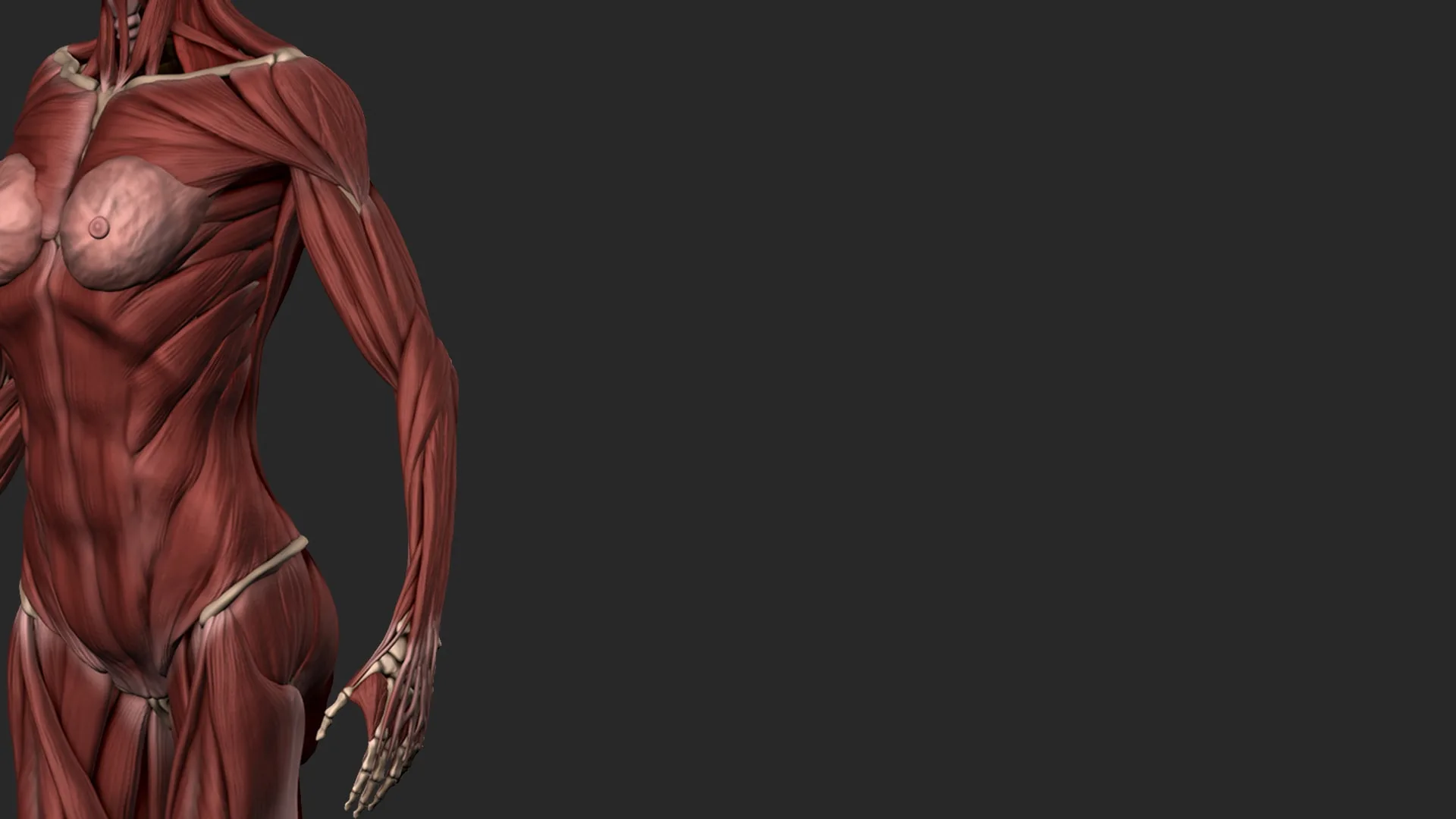 Female Anatomy Sculpting in Zbrush