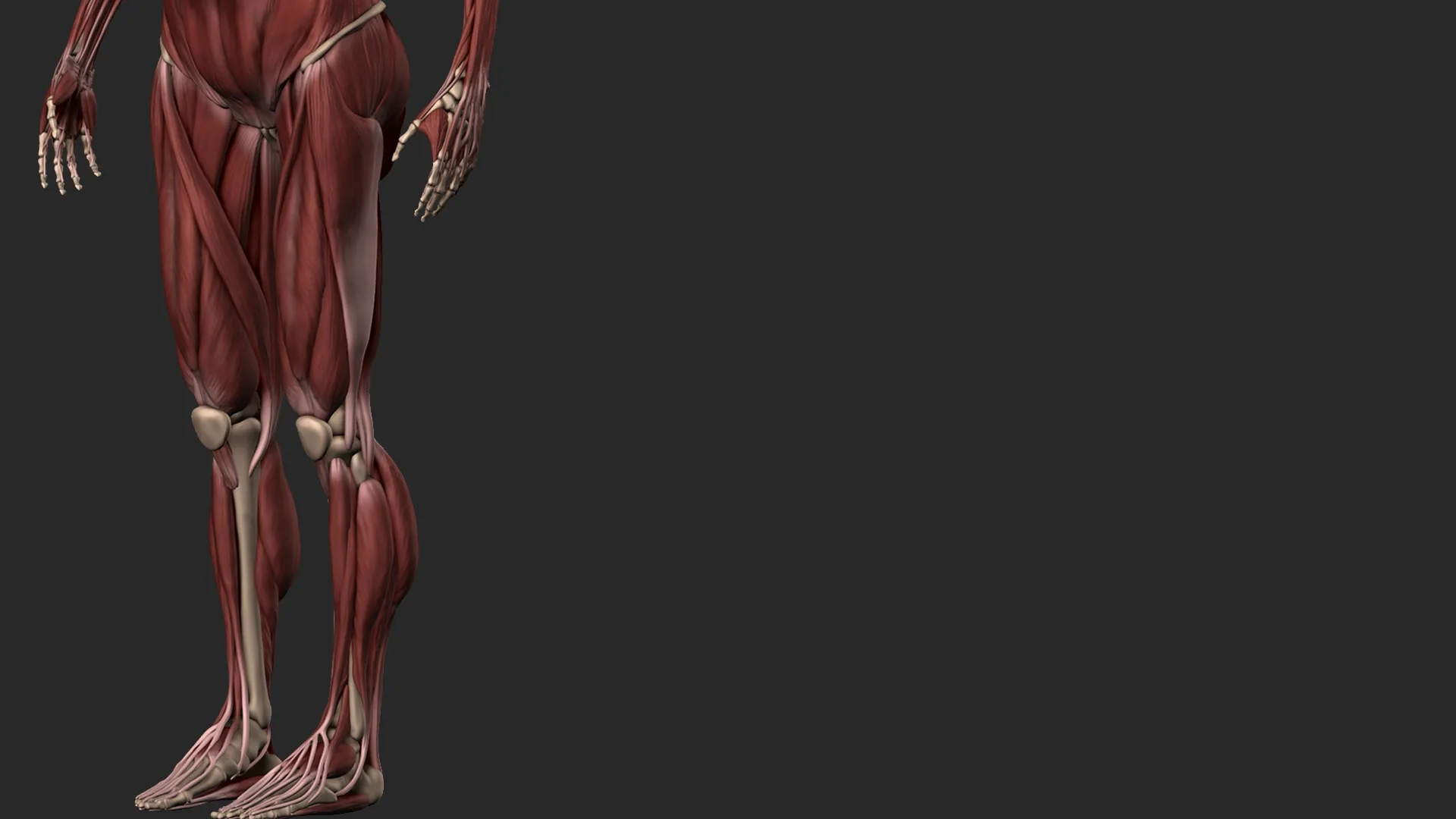 Female Anatomy Sculpting in Zbrush