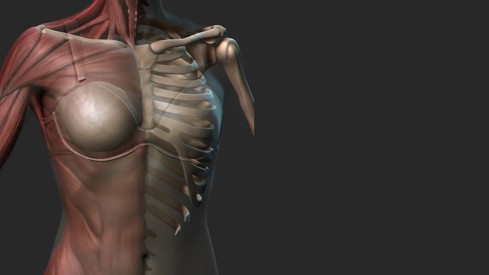 Female Anatomy Sculpting in Zbrush