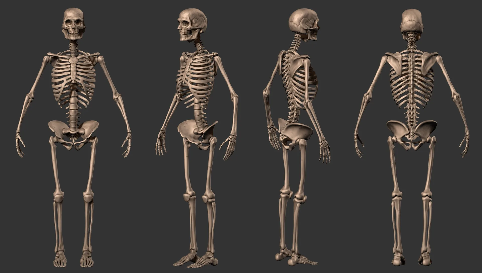 Female Anatomy Sculpting in Zbrush