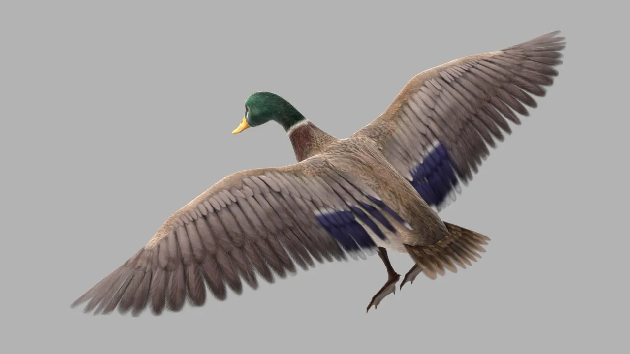 Mallard Bird Rig