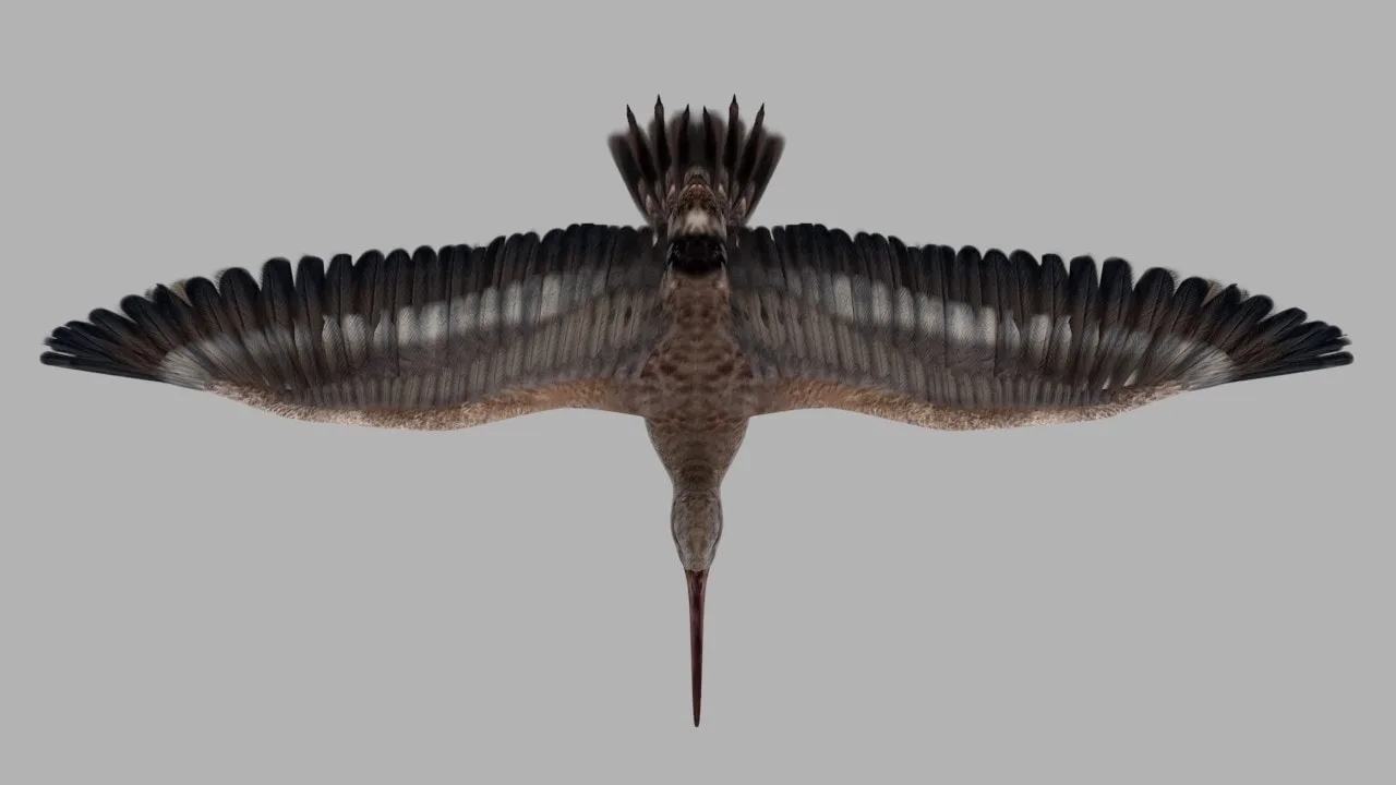 Snipe Bird Rig