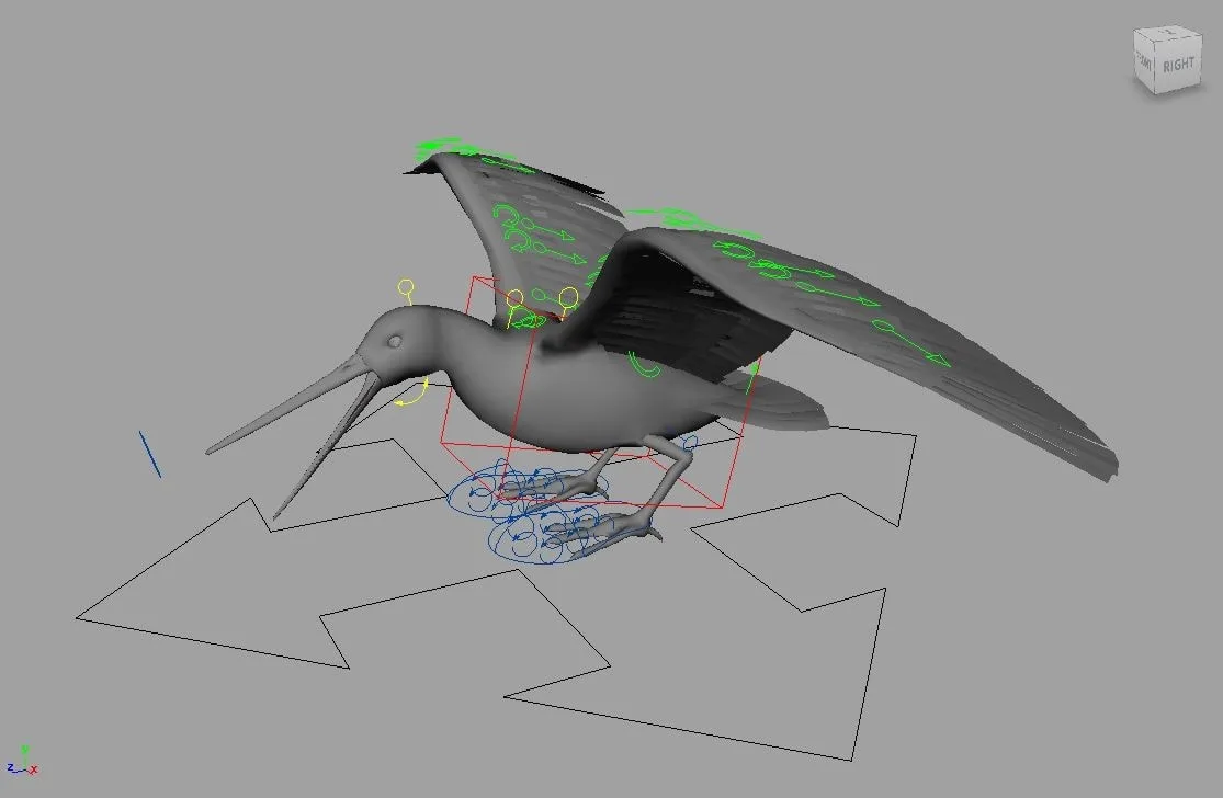 Snipe Bird Rig