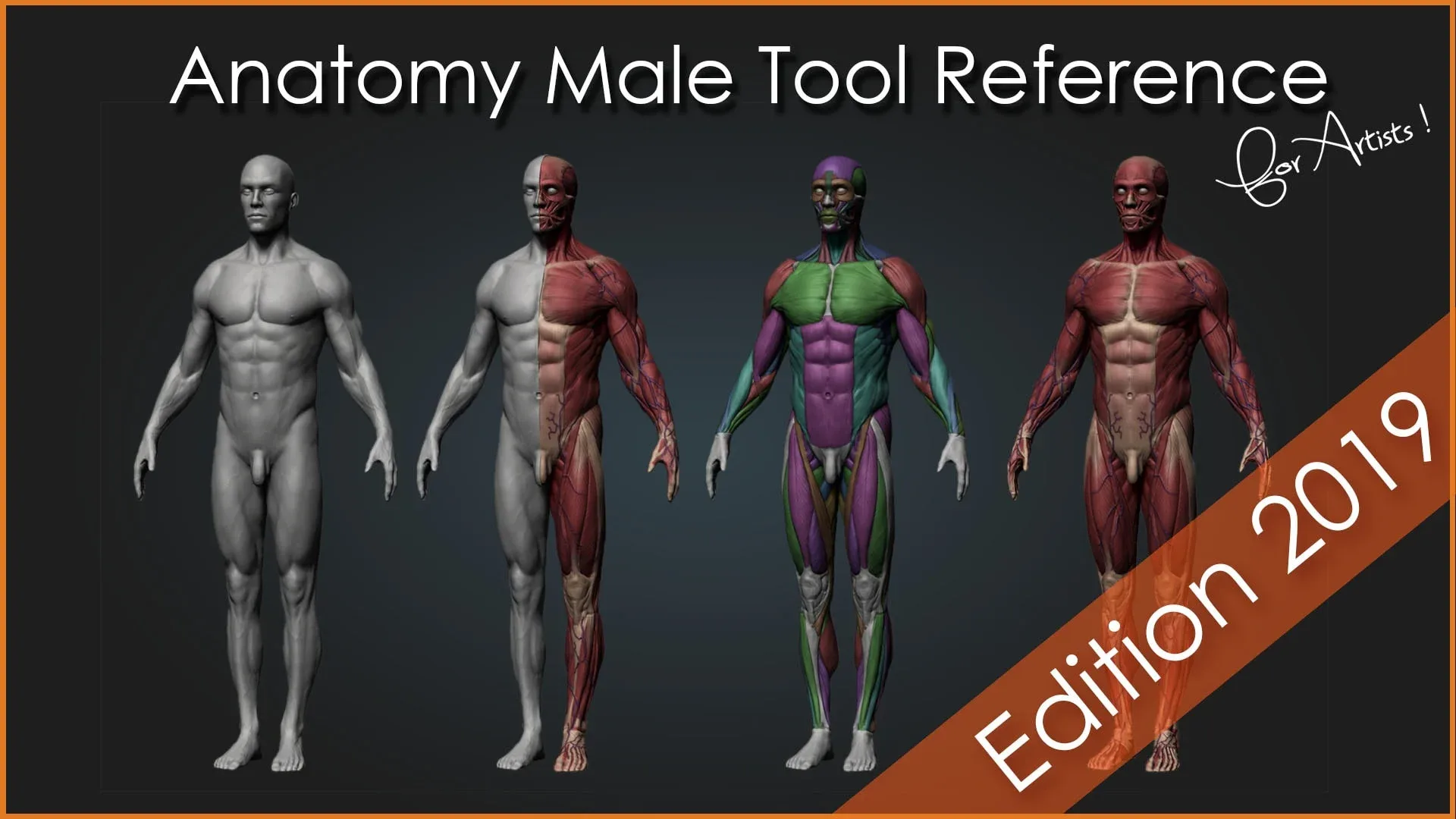 Anatomy Male Reference Tool for Artists
