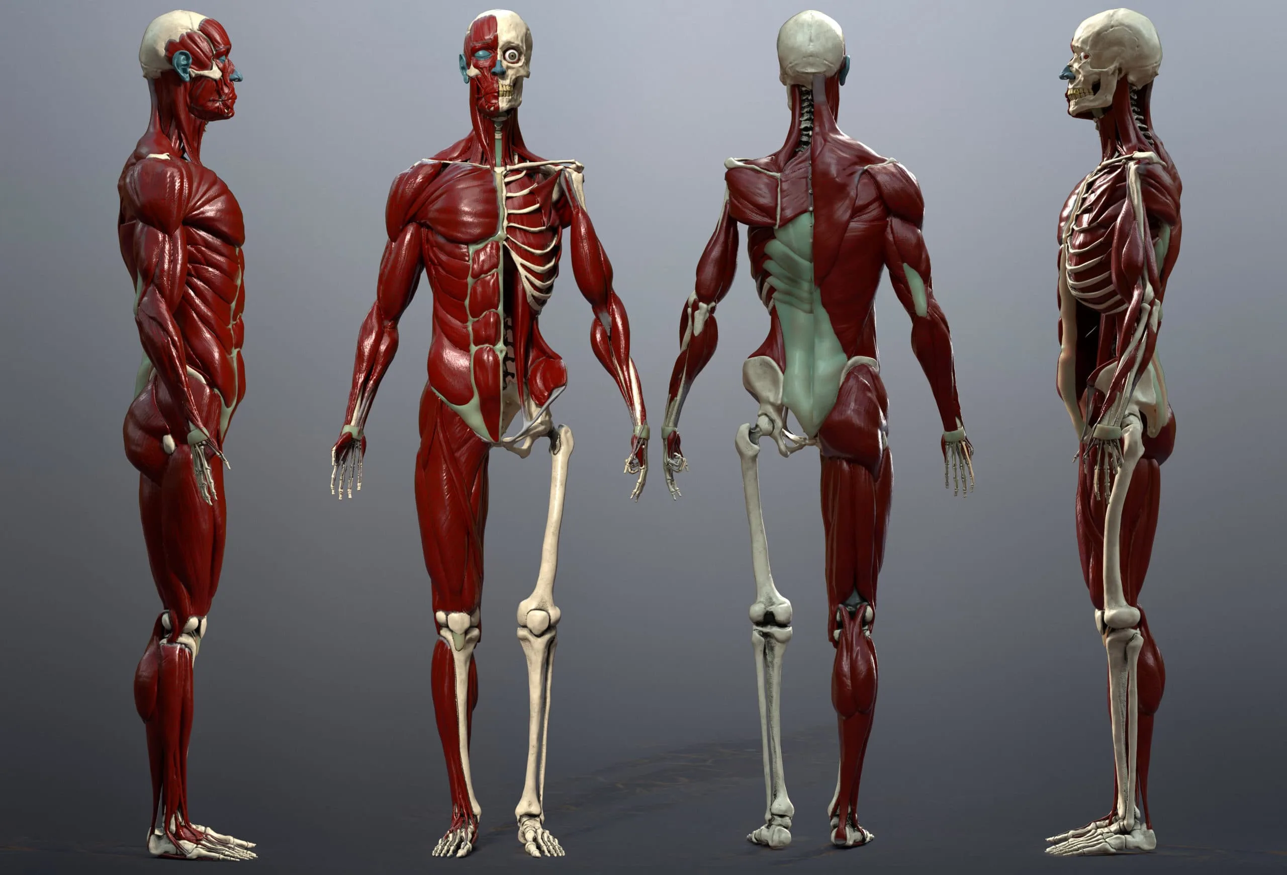 Skeleton & Muscles Study