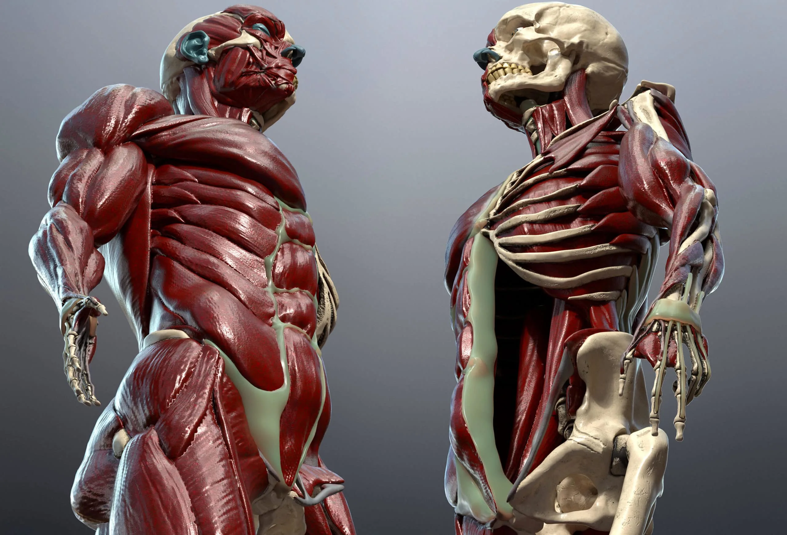 Skeleton & Muscles Study