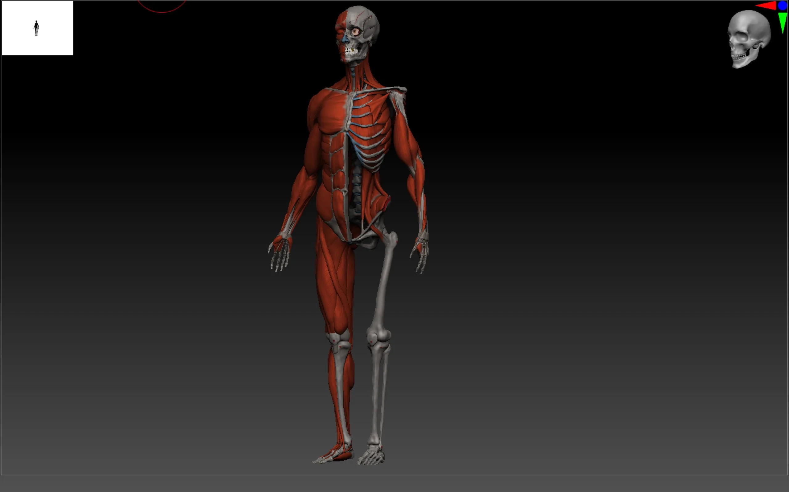 Skeleton & Muscles Study