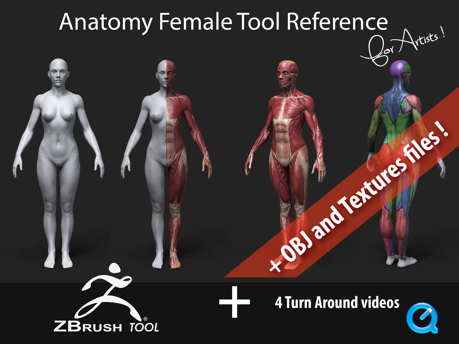 Anatomy Female Reference Tool for Artists