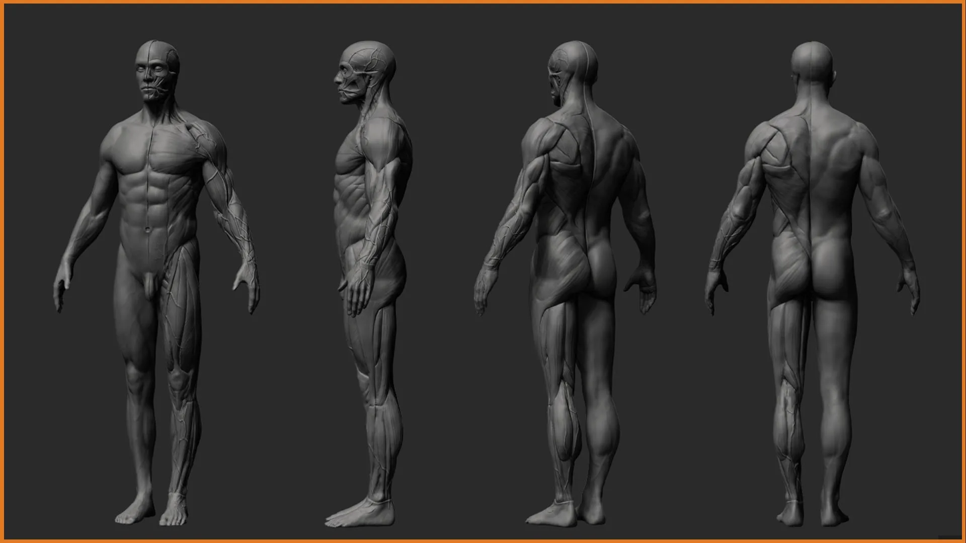 Ultimate Anatomy Reference Tool for Artists