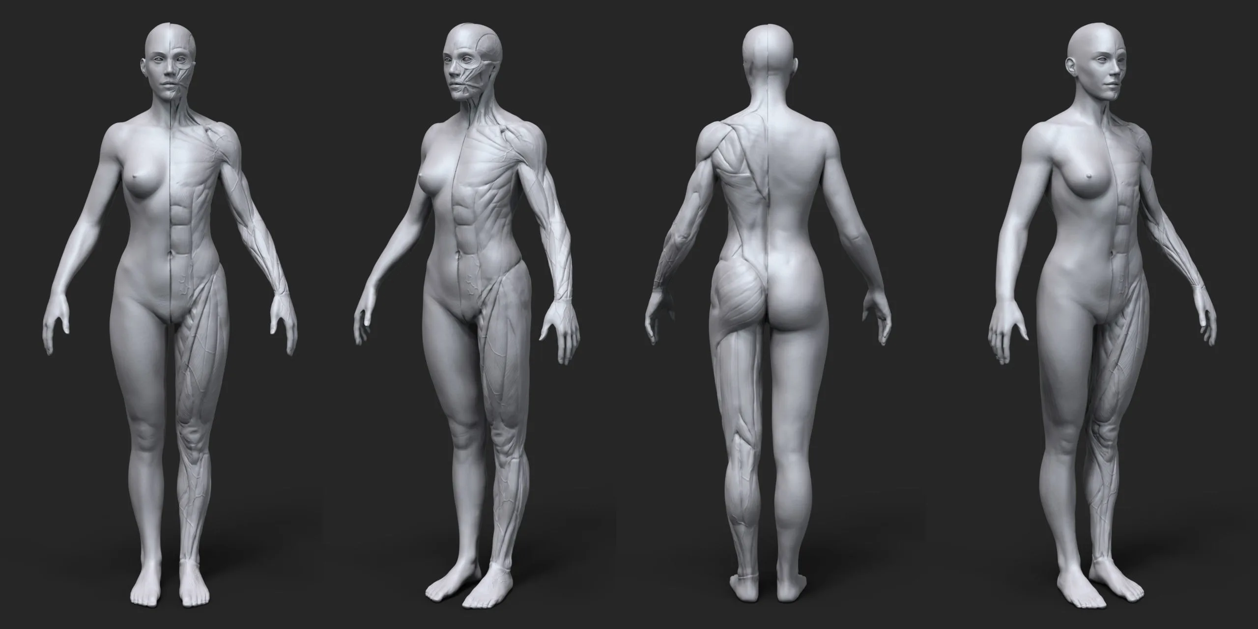 Ultimate Anatomy Reference Tool for Artists