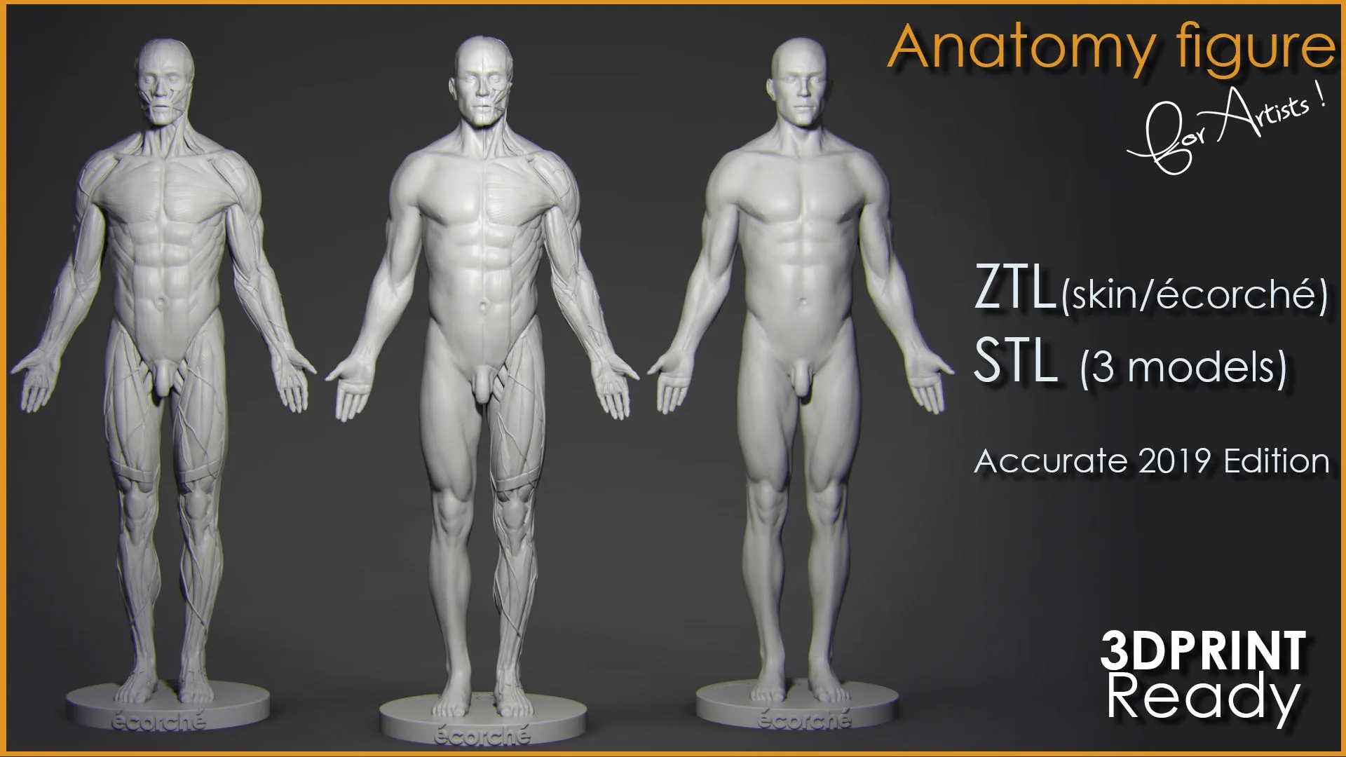 Anatomy Figure for Artists