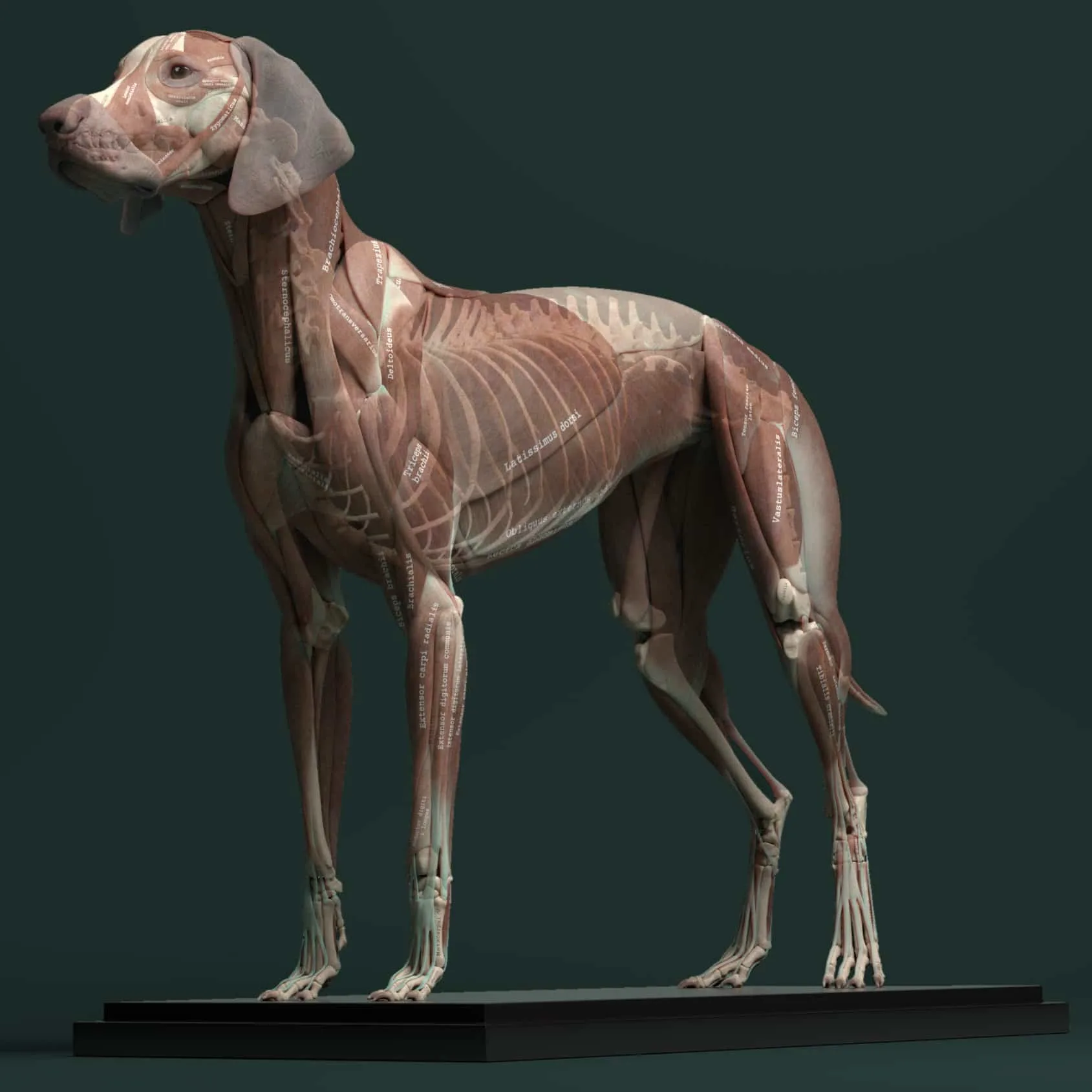 Canine Anatomy Model for 3D Artists