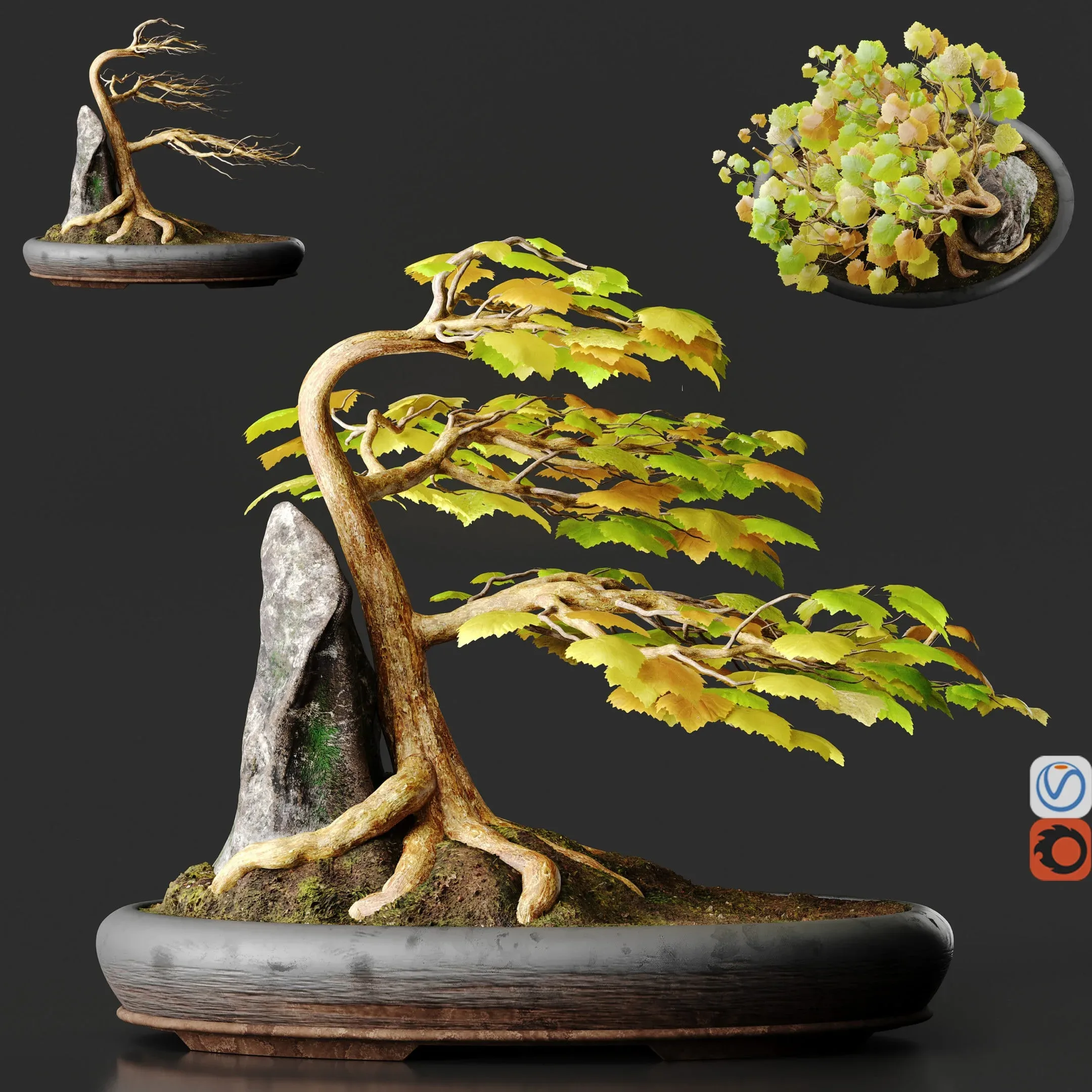 Bonsai No1 Sycamore