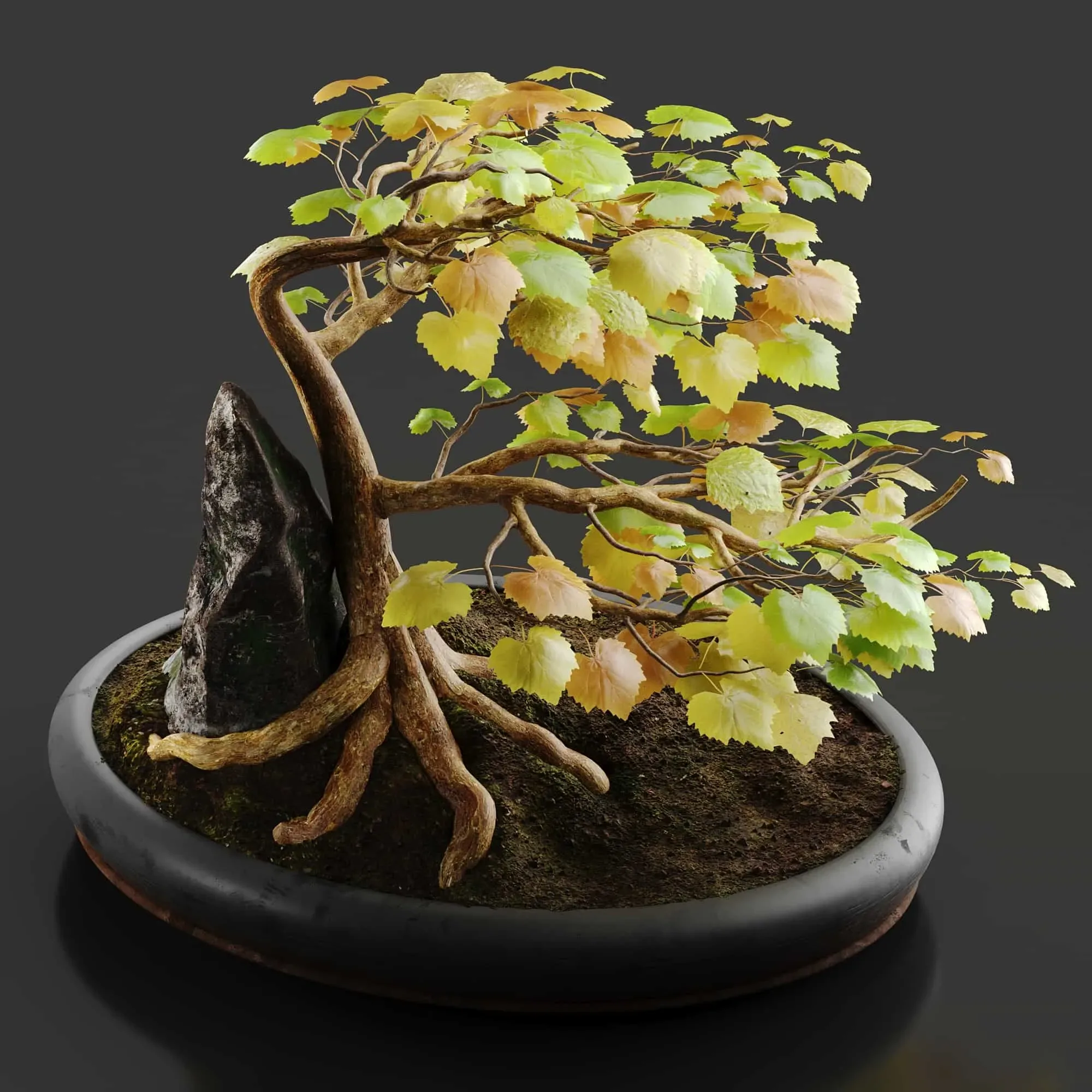 Bonsai No1 Sycamore