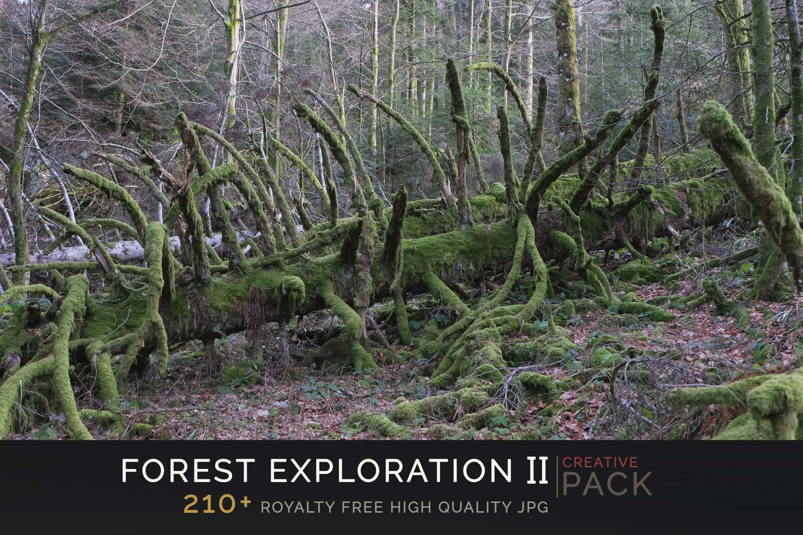 Forest Exploration CREATIVE PACK Part II
