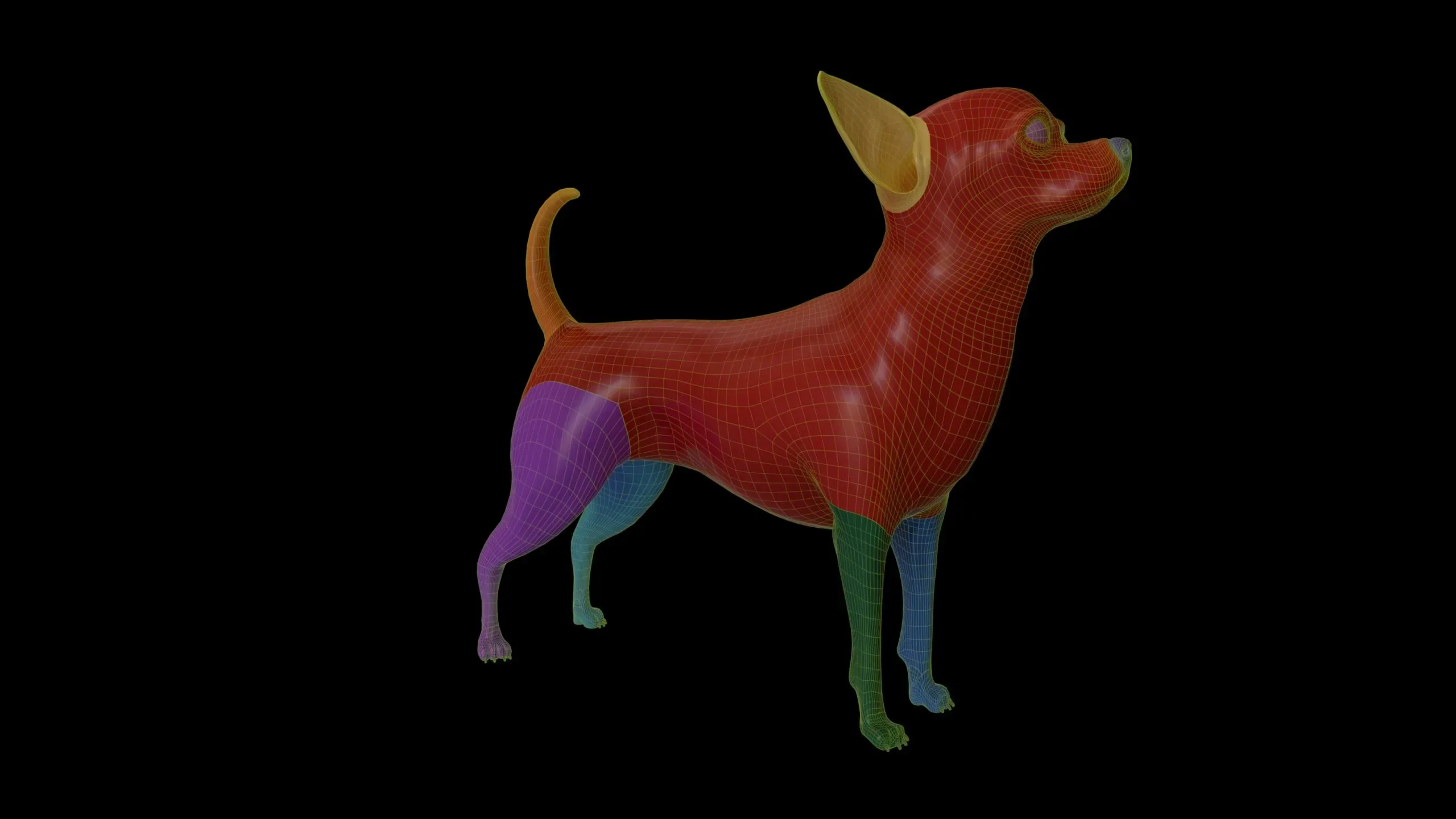 Chihuahua Base Mesh 3D model