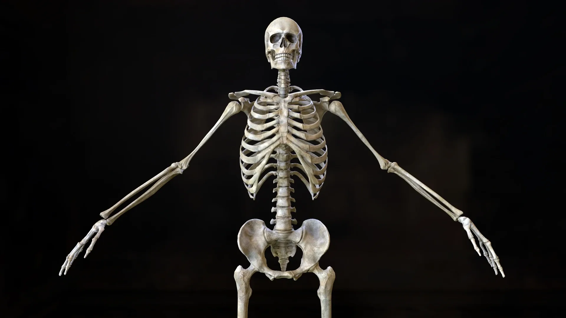 Skeleton 2.0 - Rigged