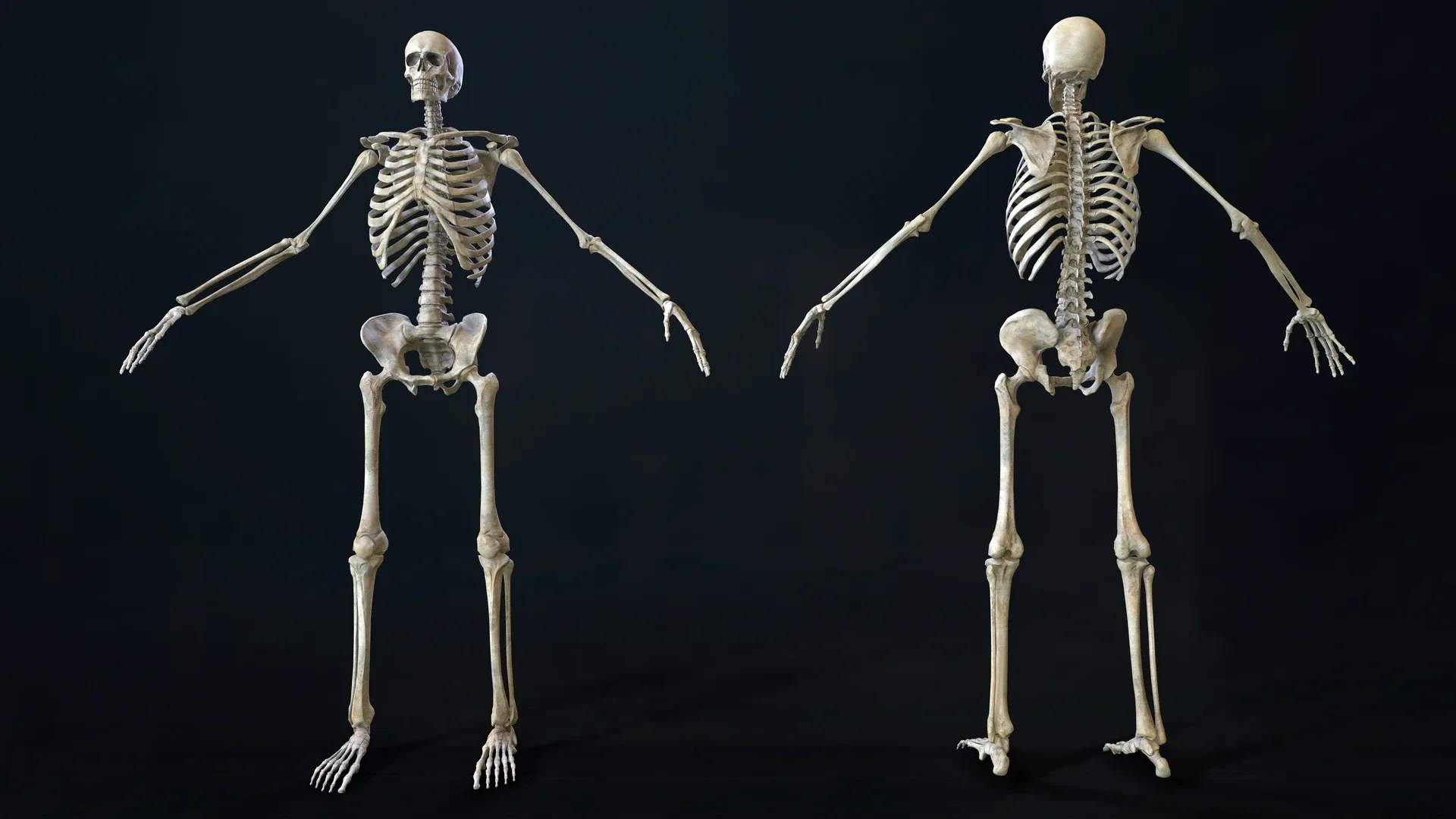 Skeleton 2.0 - Rigged