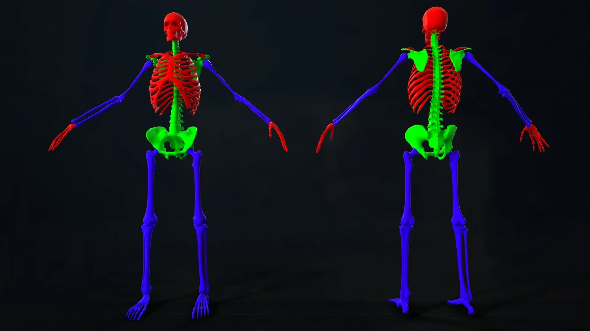 Skeleton 2.0 - Rigged
