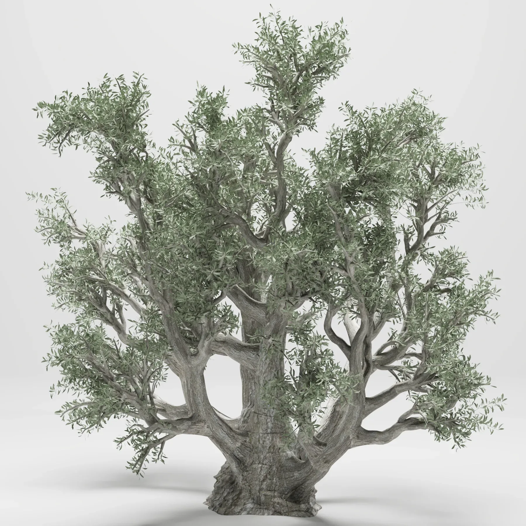 Olive Tree 110