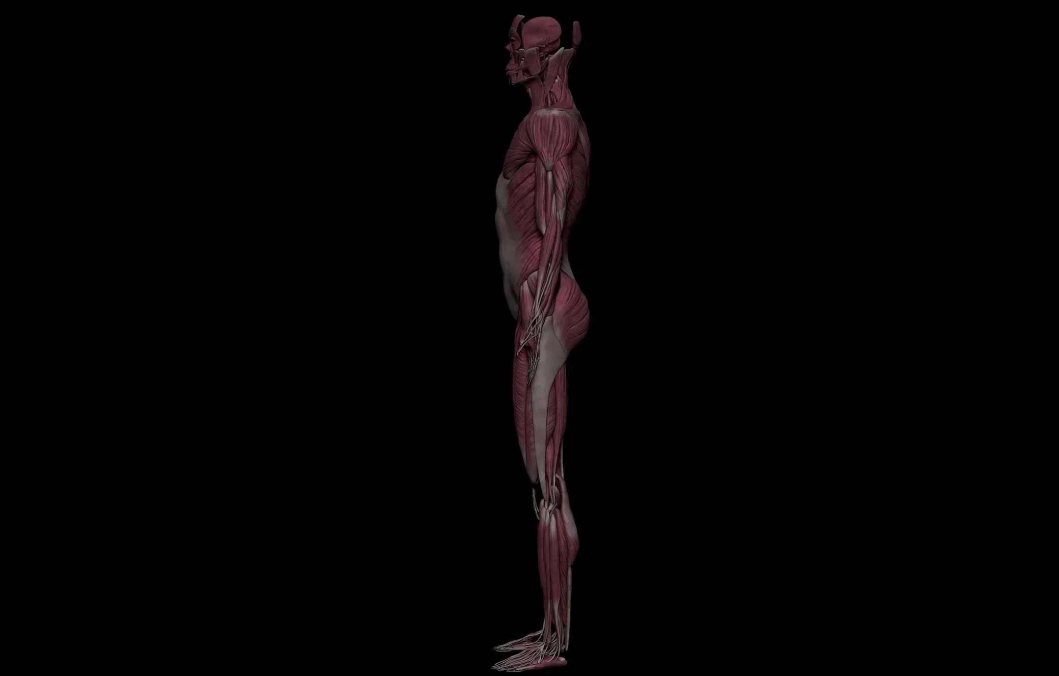 Female Anatomy Figure