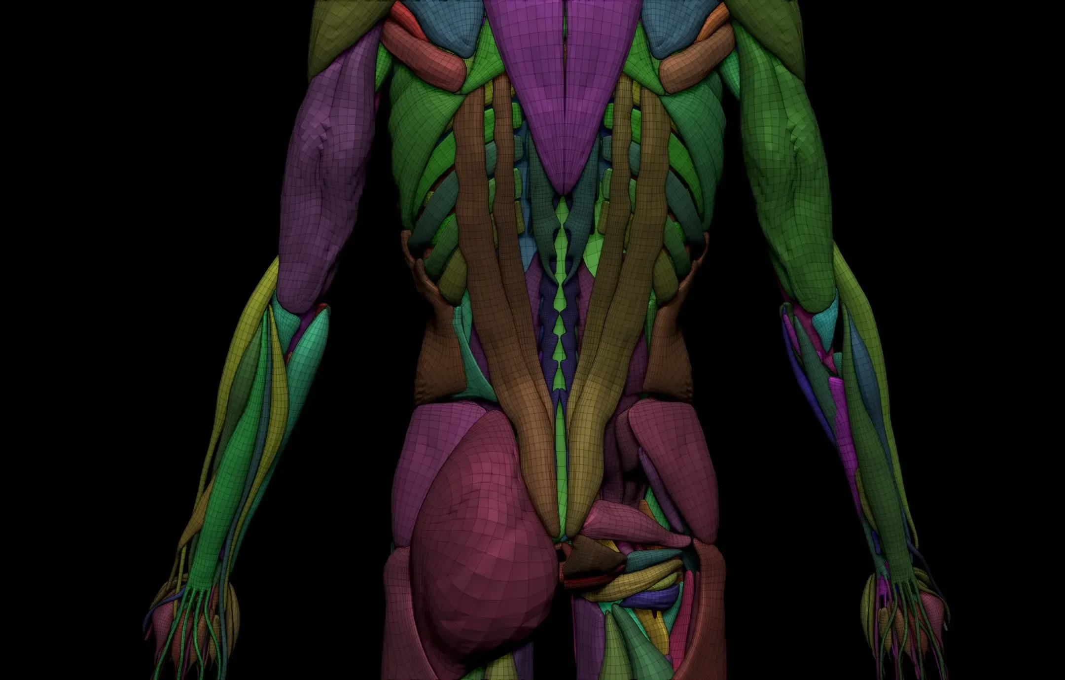 Female Anatomy Figure