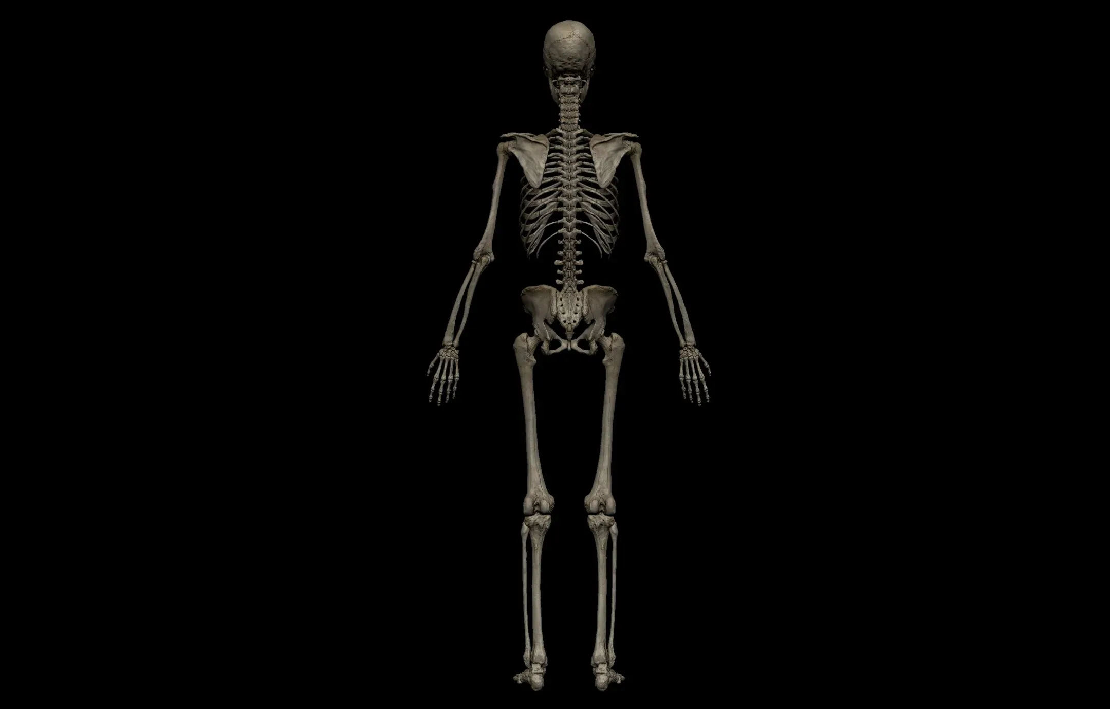 Female Anatomy Figure