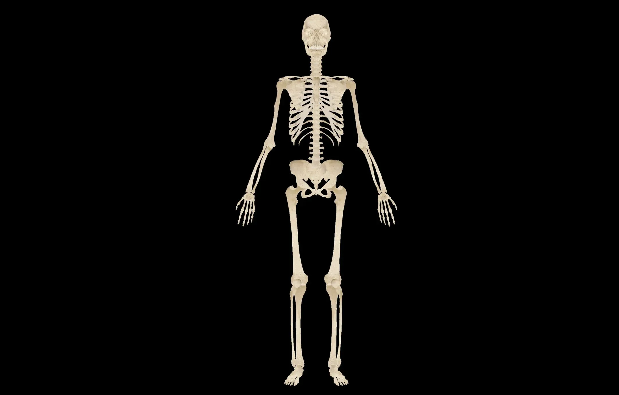 Female Anatomy Figure