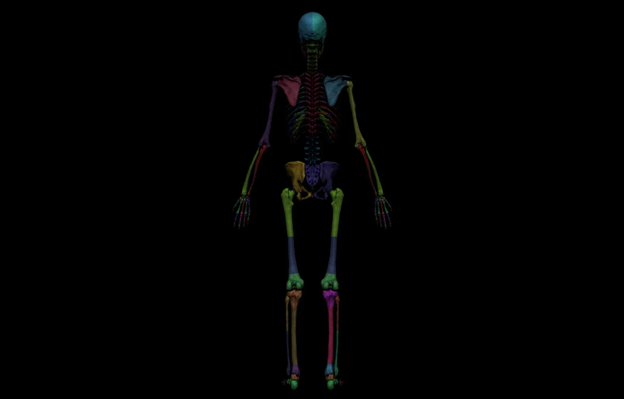 Female Anatomy Figure