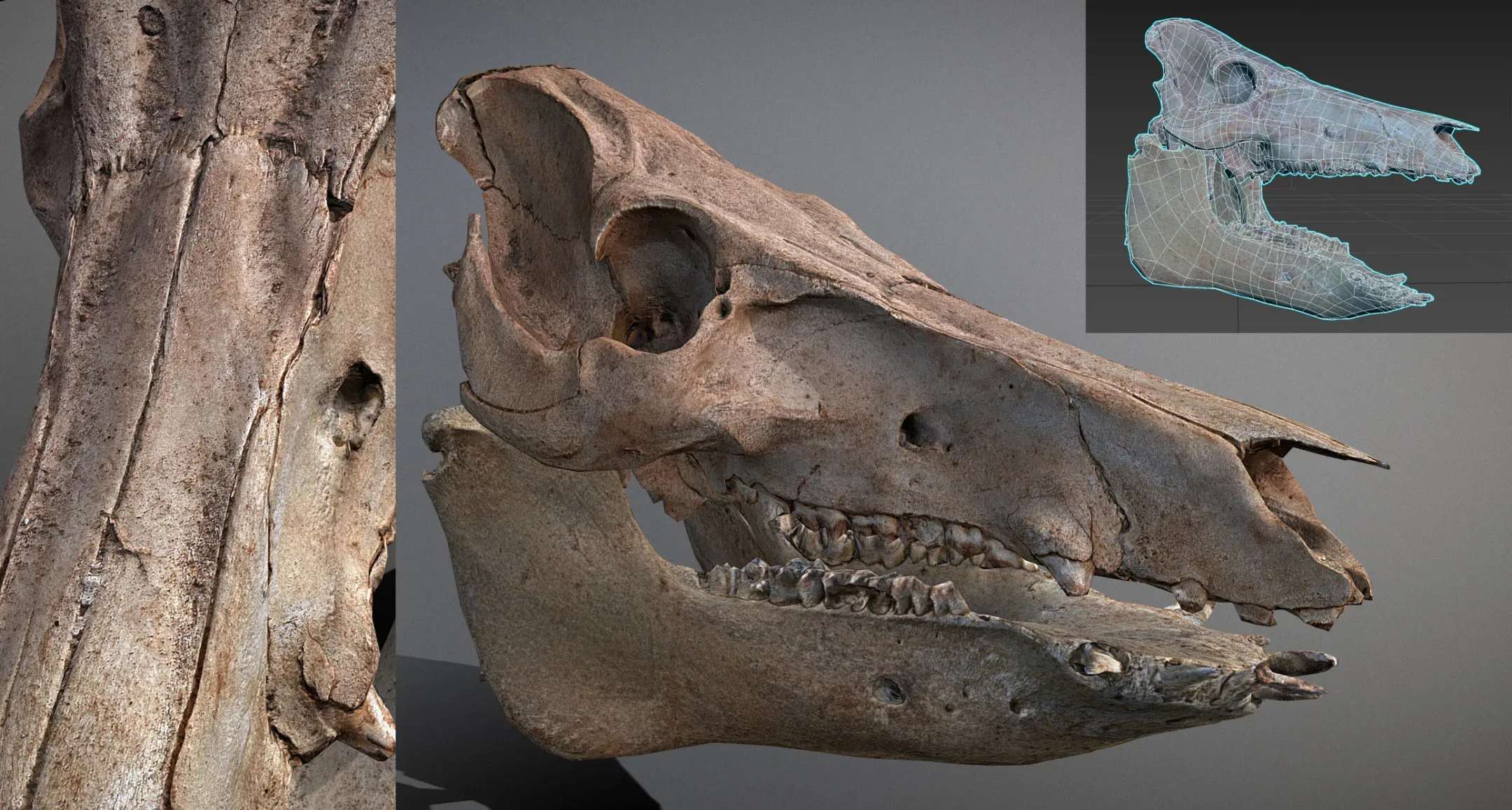 Wild Boar Skull & Lower Jaw