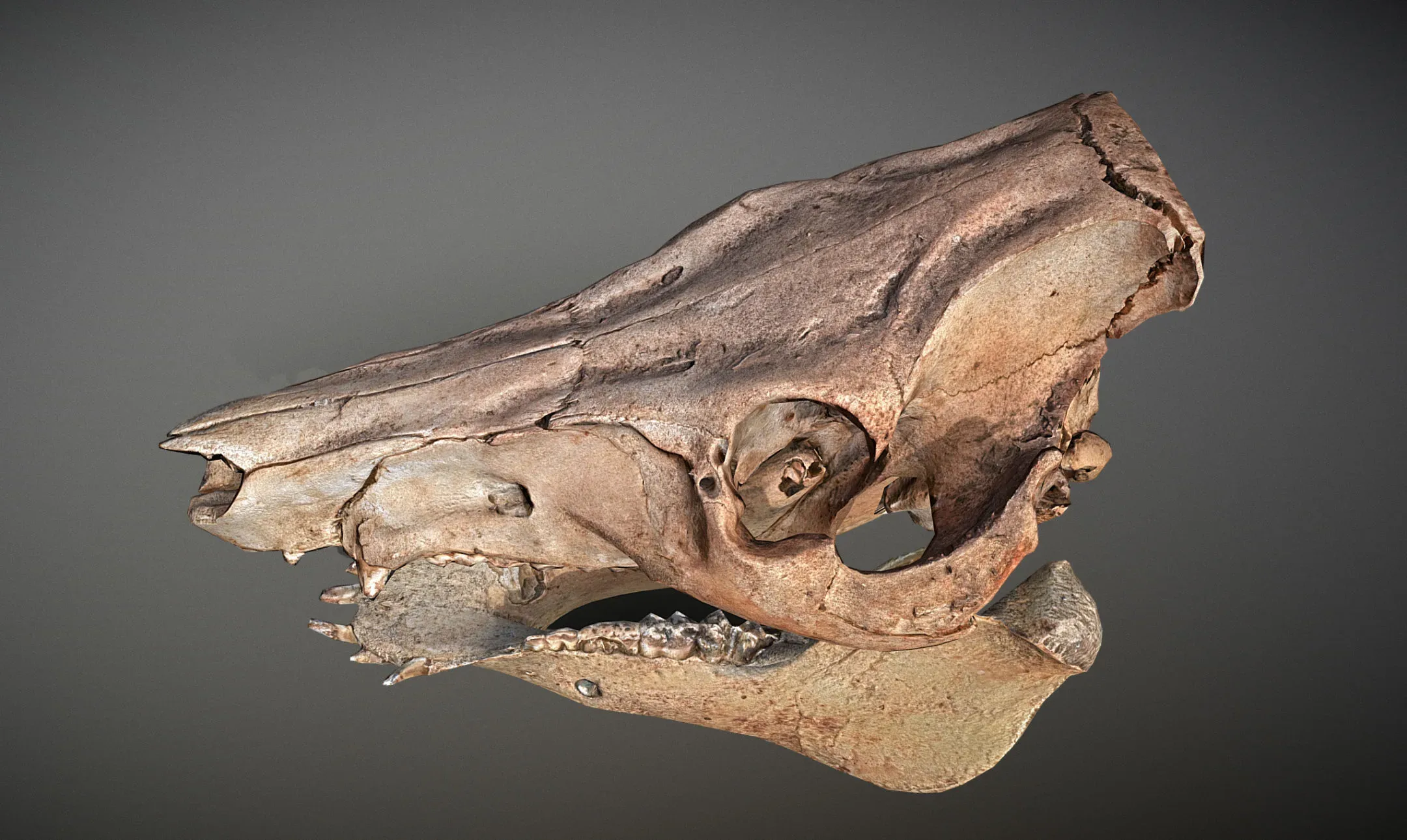 Wild Boar Skull & Lower Jaw