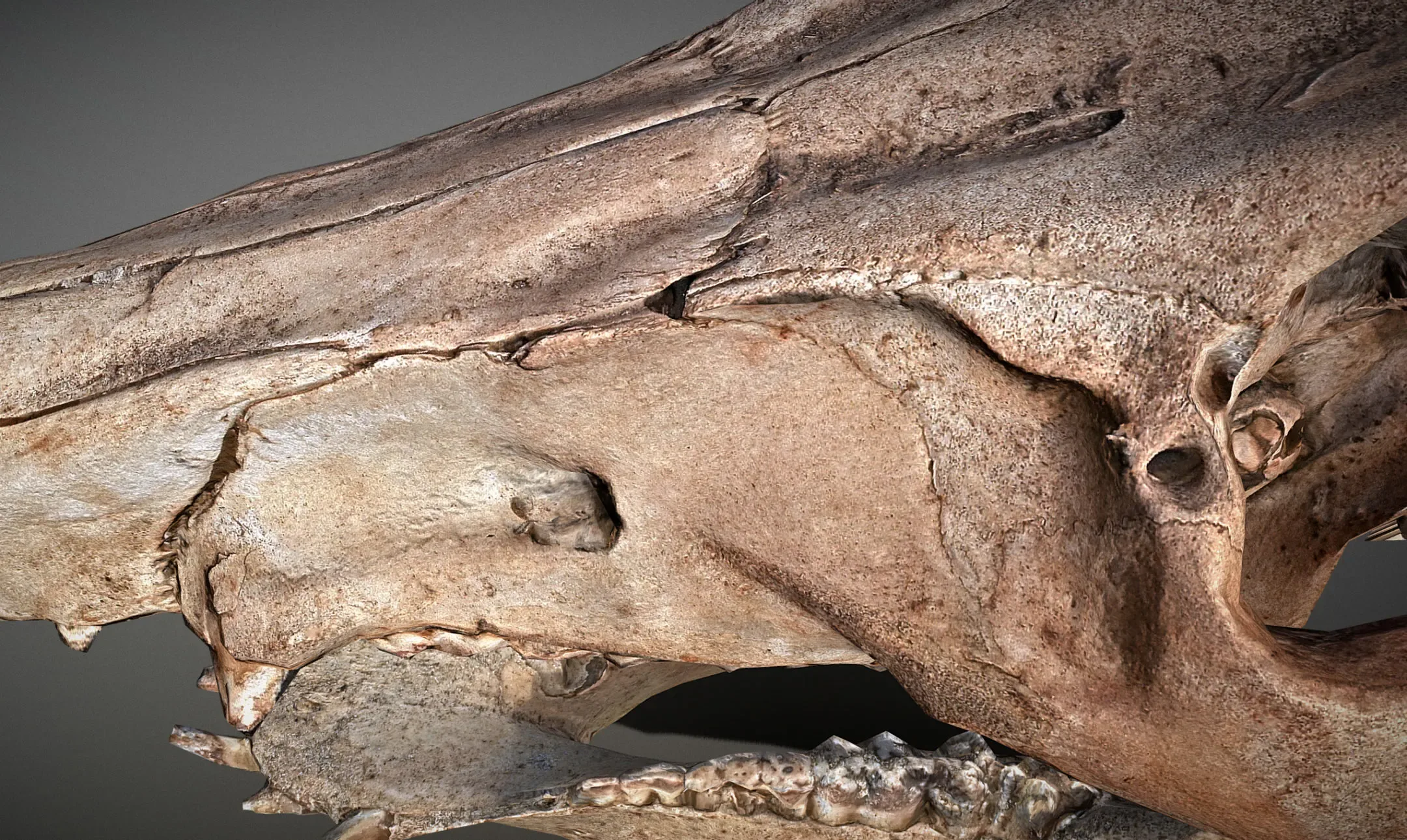 Wild Boar Skull & Lower Jaw