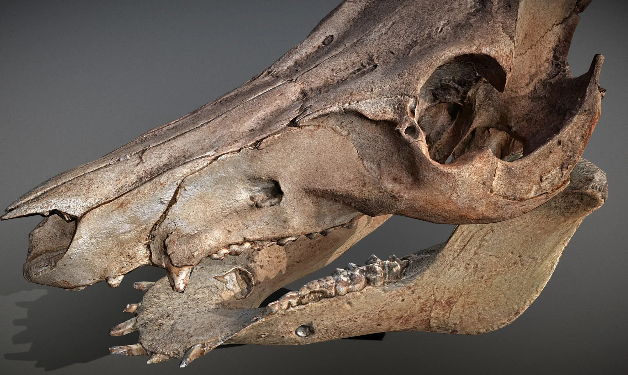 Wild Boar Skull & Lower Jaw