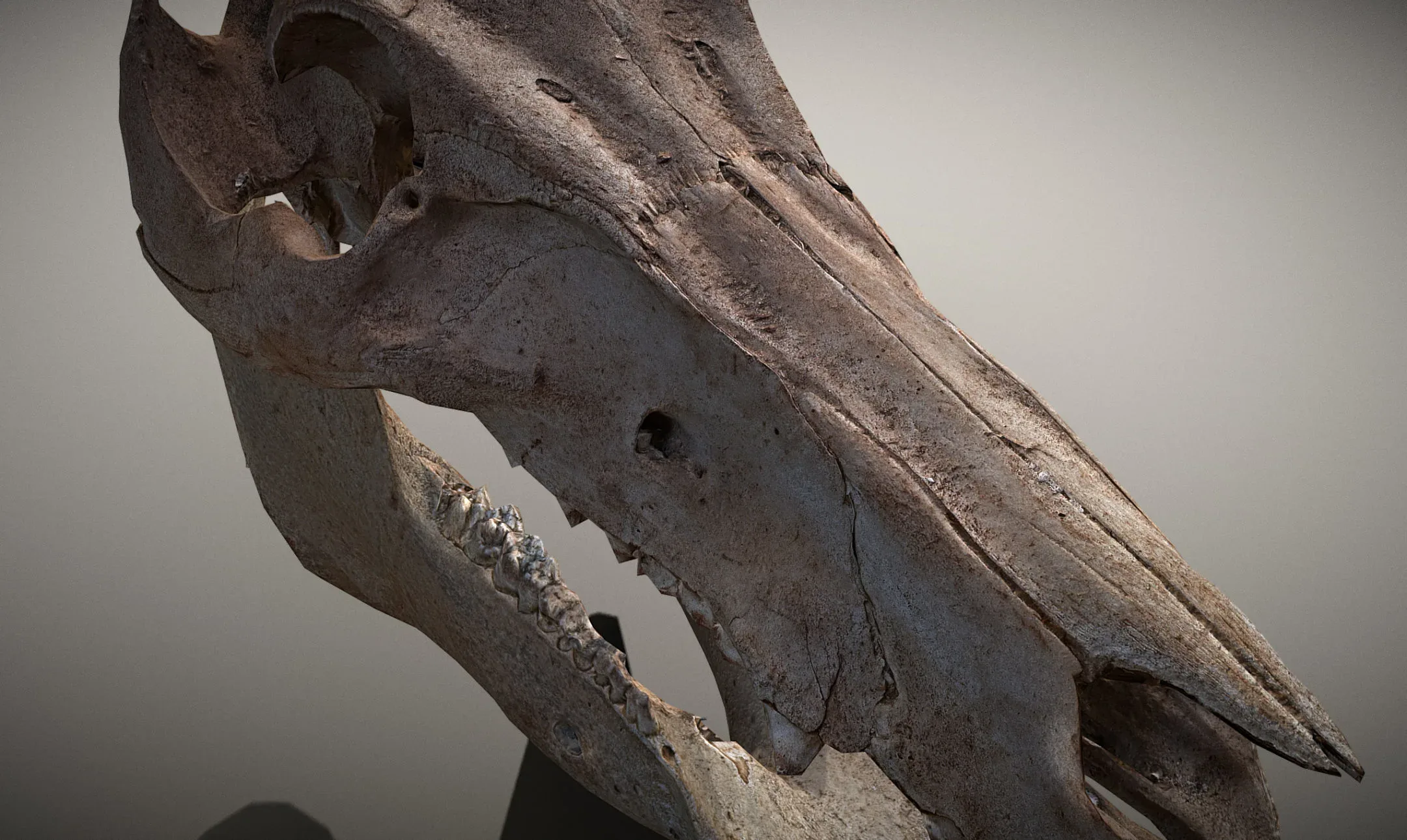 Wild Boar Skull & Lower Jaw